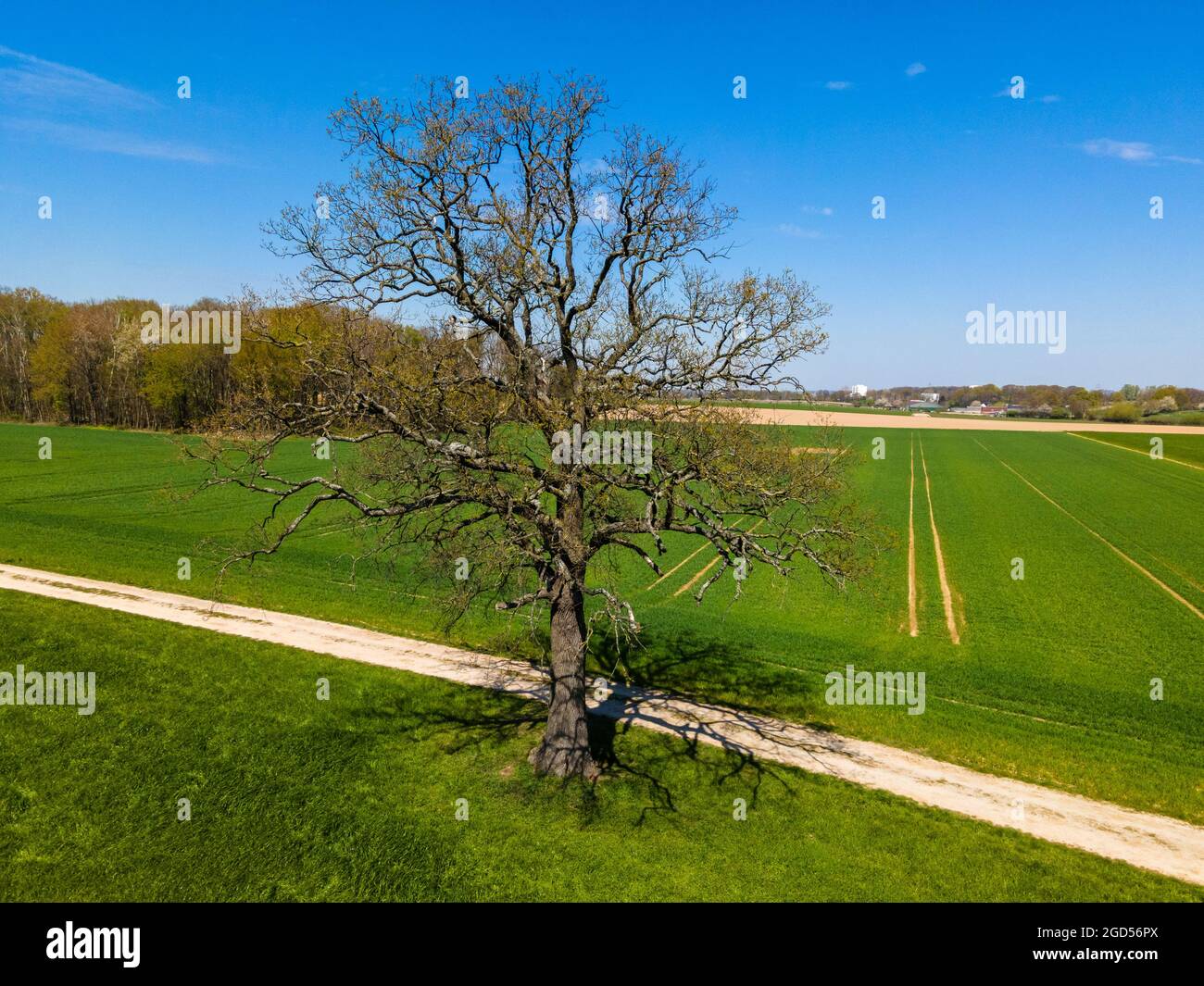 Field, Tree et Blue Sky Banque D'Images