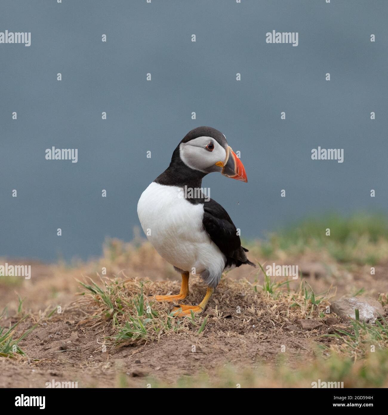 Un macareux (Fratercula arctica) sur l'île de Skomer, dans le Pembrokshire, au pays de Galles. Banque D'Images