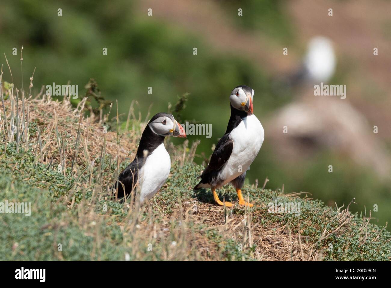 Puffins (Fratercula arctica) sur l'île de Skomer dans le Pembrokshire, au sud du pays de Galles, au Royaume-Uni Banque D'Images