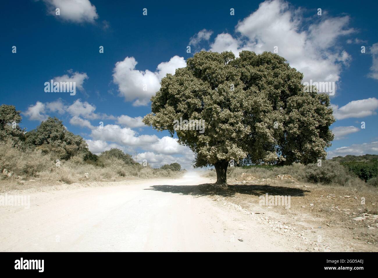 Le Quercus ithaburensis, le chêne du mont Tabor, est un arbre de la famille des hêtres. Photographié à Ramot Menashe, Israël Banque D'Images