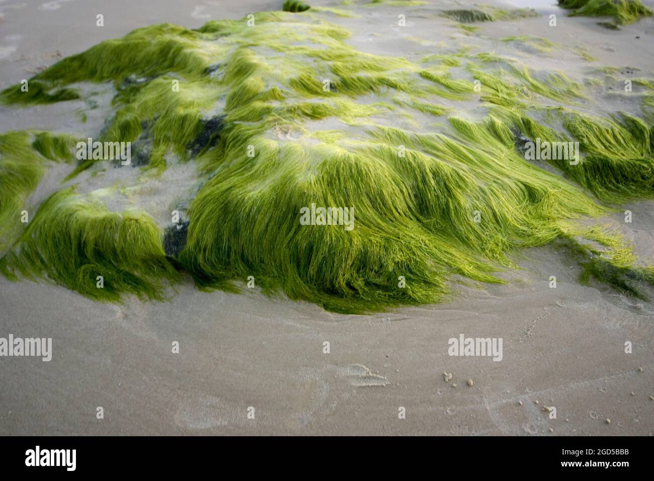 Algues de mer photographiées sur la côte méditerranéenne, Israël Banque D'Images