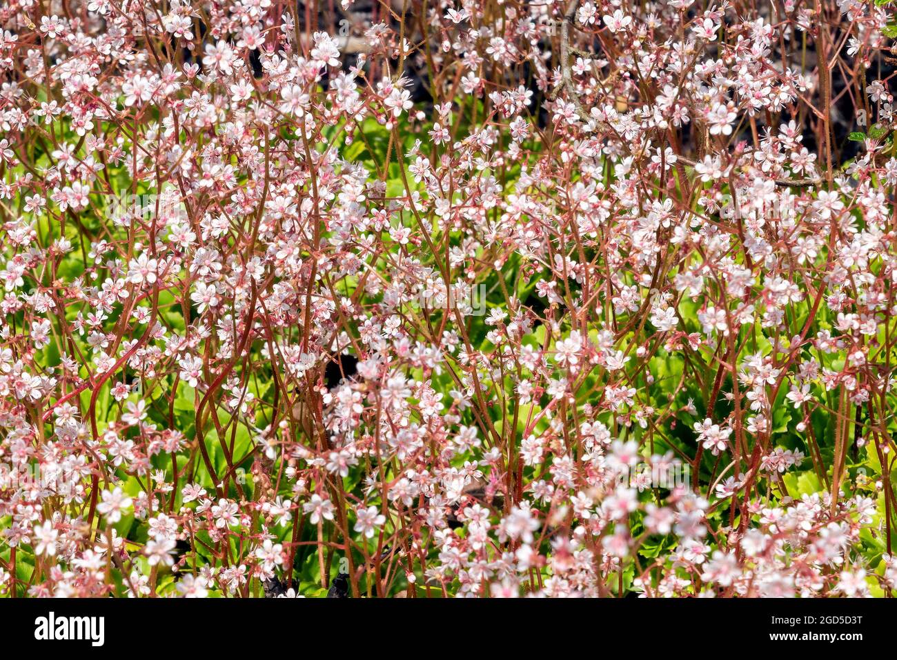 Saxifraga x urbium plante à fleurs printanière d'été avec une fleur rose blanche d'été communément connue sous le nom de London Pride ou pas si jolie, stock photo im Banque D'Images