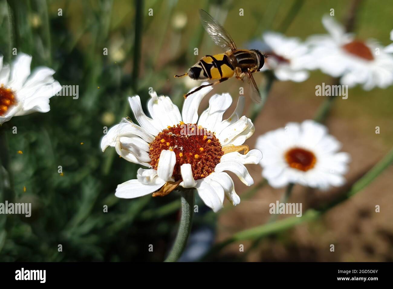 Rhodanthemum 'Casablanca' une plante à fleurs printanière avec une fleur blanche d'été communément connue sous le nom de Marguerite marocaine avec un insecte d'abeille d'aéroglisseur, Banque D'Images