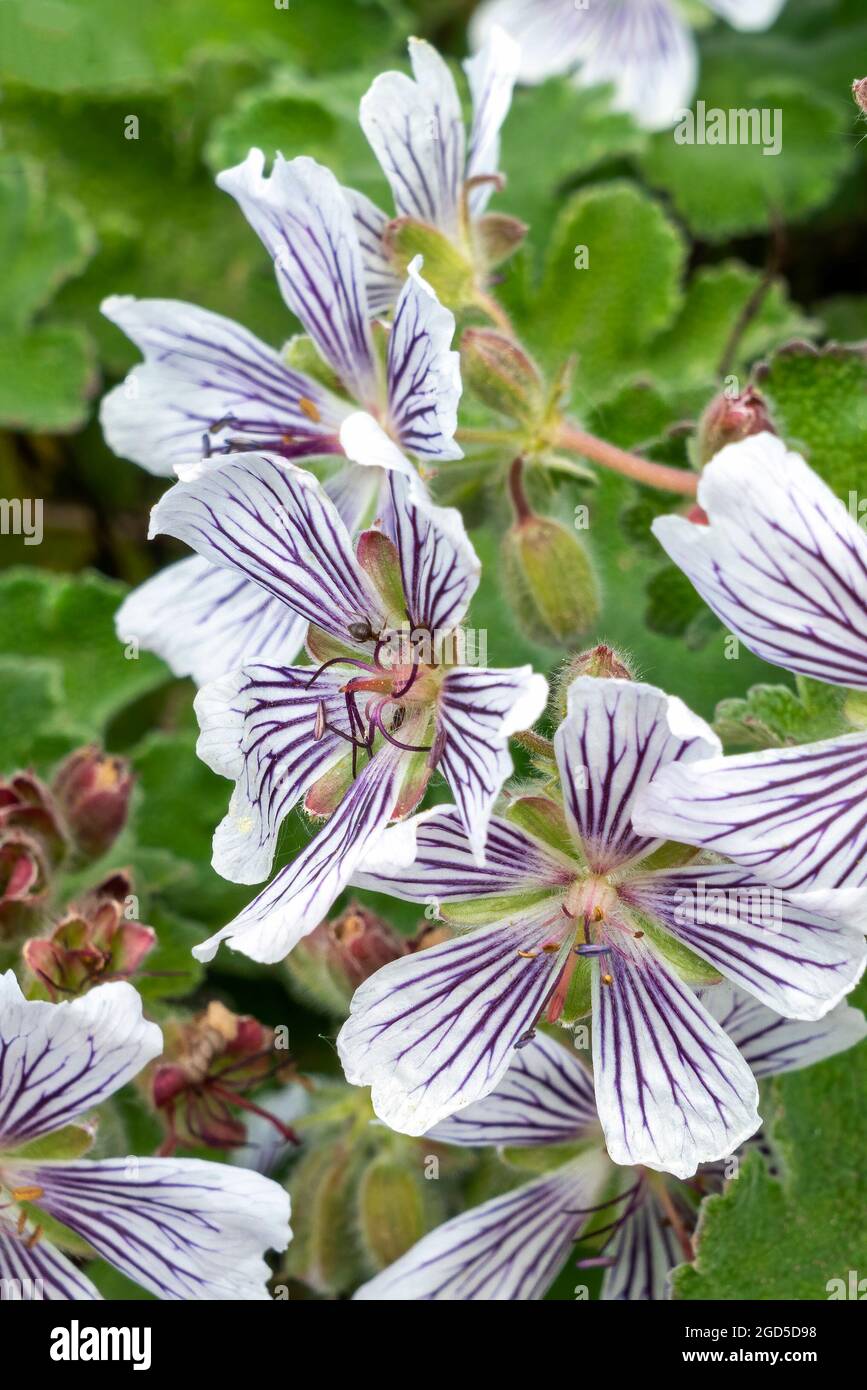 Géranium renardii plante à fleurs printanière avec une fleur d'été blanc pâle et mauve communément connue sous le nom de Renard Geranium ou Caucasien Banque D'Images