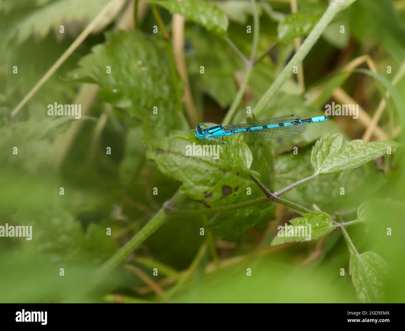 Une mouche bleue perce dans la sous-croissance, se reposant entre les forays de chasse et wondrouly étranger dans la campagne britannique familière. Banque D'Images