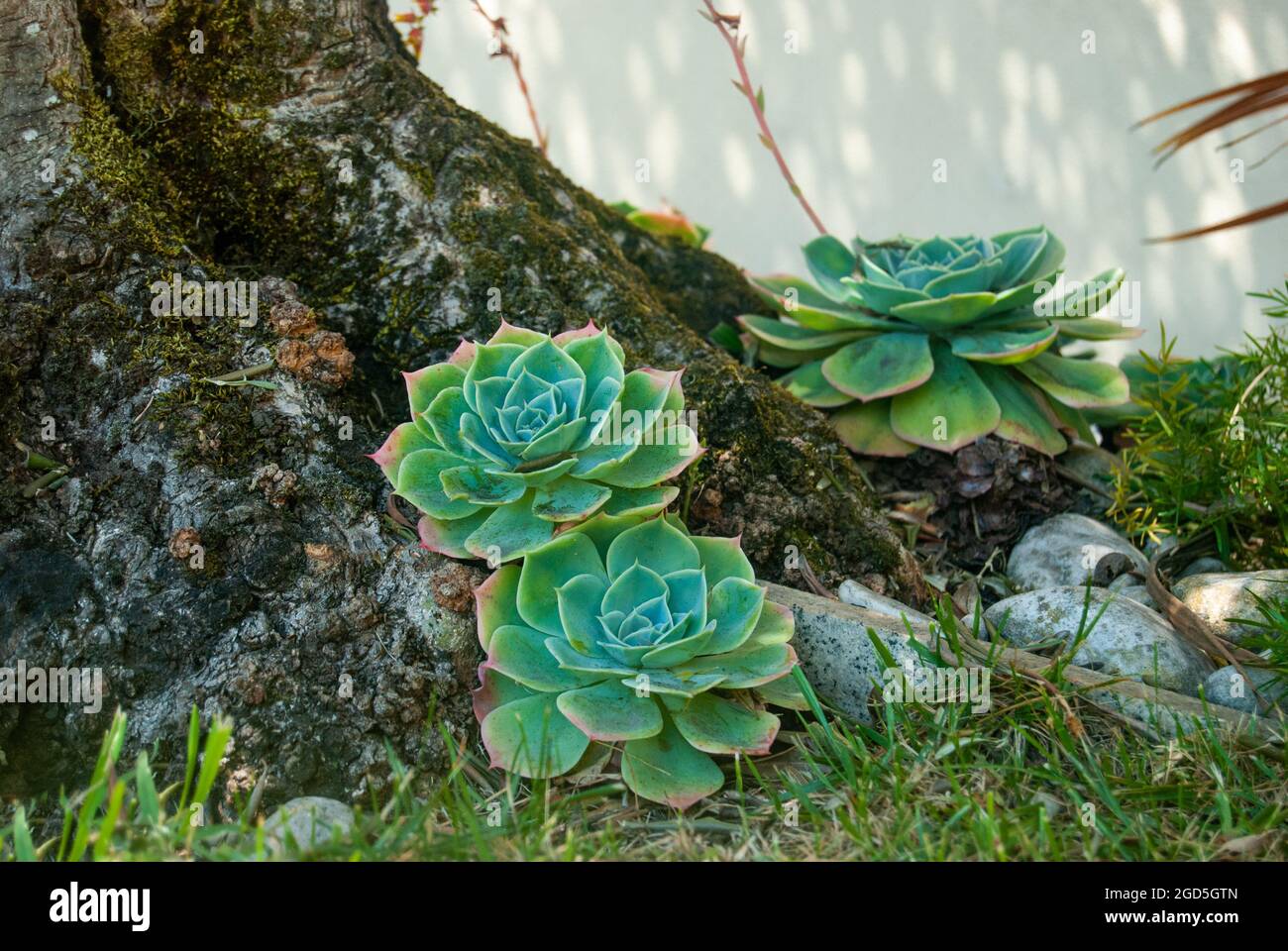 Trois plantes d'Echeveria au pied de l'arbre dans le jardin - espace pour le texte Banque D'Images