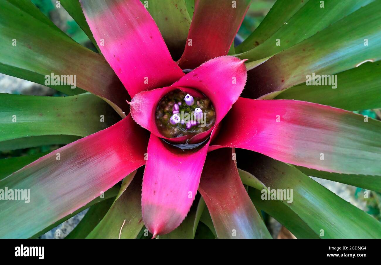Bromeliad (Neoregelia) sur le jardin tropical Banque D'Images Bromeliad (Neoregelia) sur le jardin tropical Banque D'Images