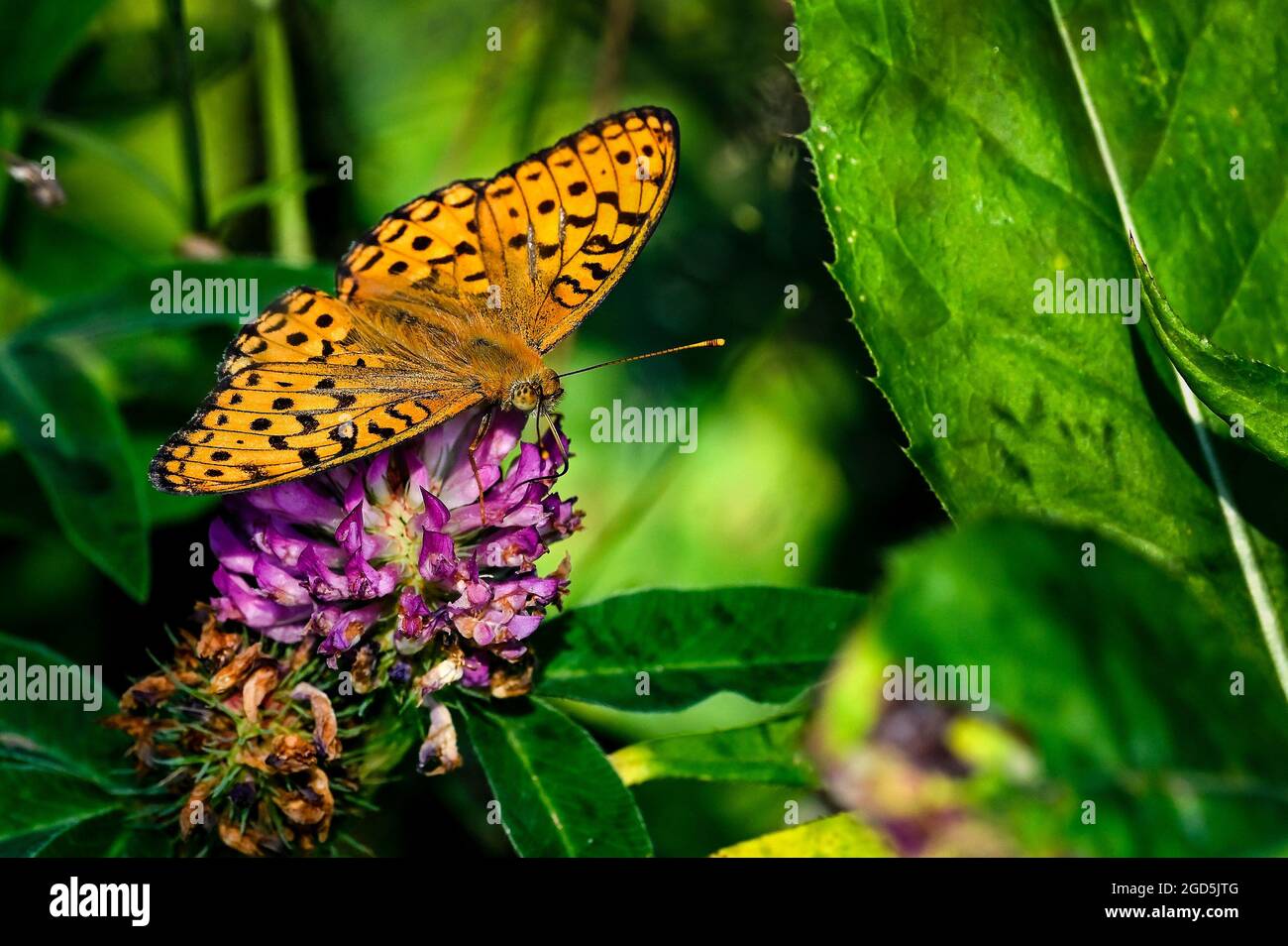 Dark Green Fritillary Banque D'Images