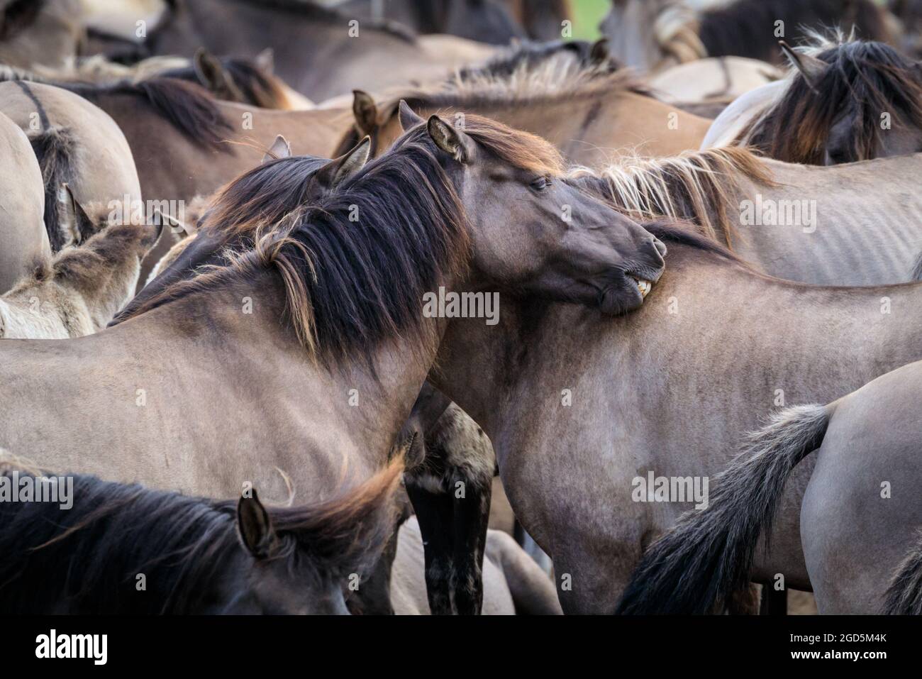 Les poneys sauvages de Dülmen, un c 400 fort troupeau d'une ancienne race vivant dans une réserve naturelle semi-sauvage, Duelmen, Allemagne Banque D'Images