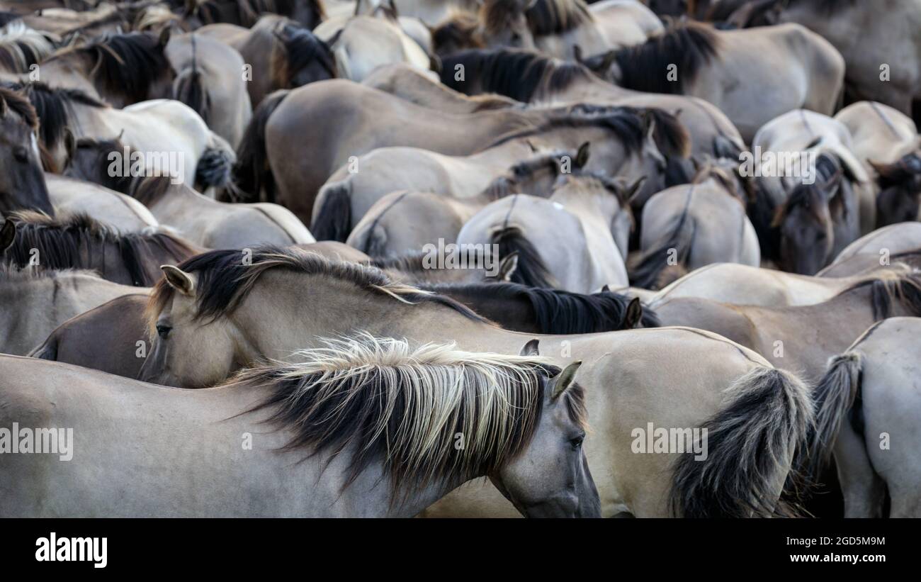 Les poneys sauvages de Dülmen, un c 400 fort troupeau d'une ancienne race vivant dans une réserve naturelle semi-sauvage, Duelmen, Allemagne Banque D'Images