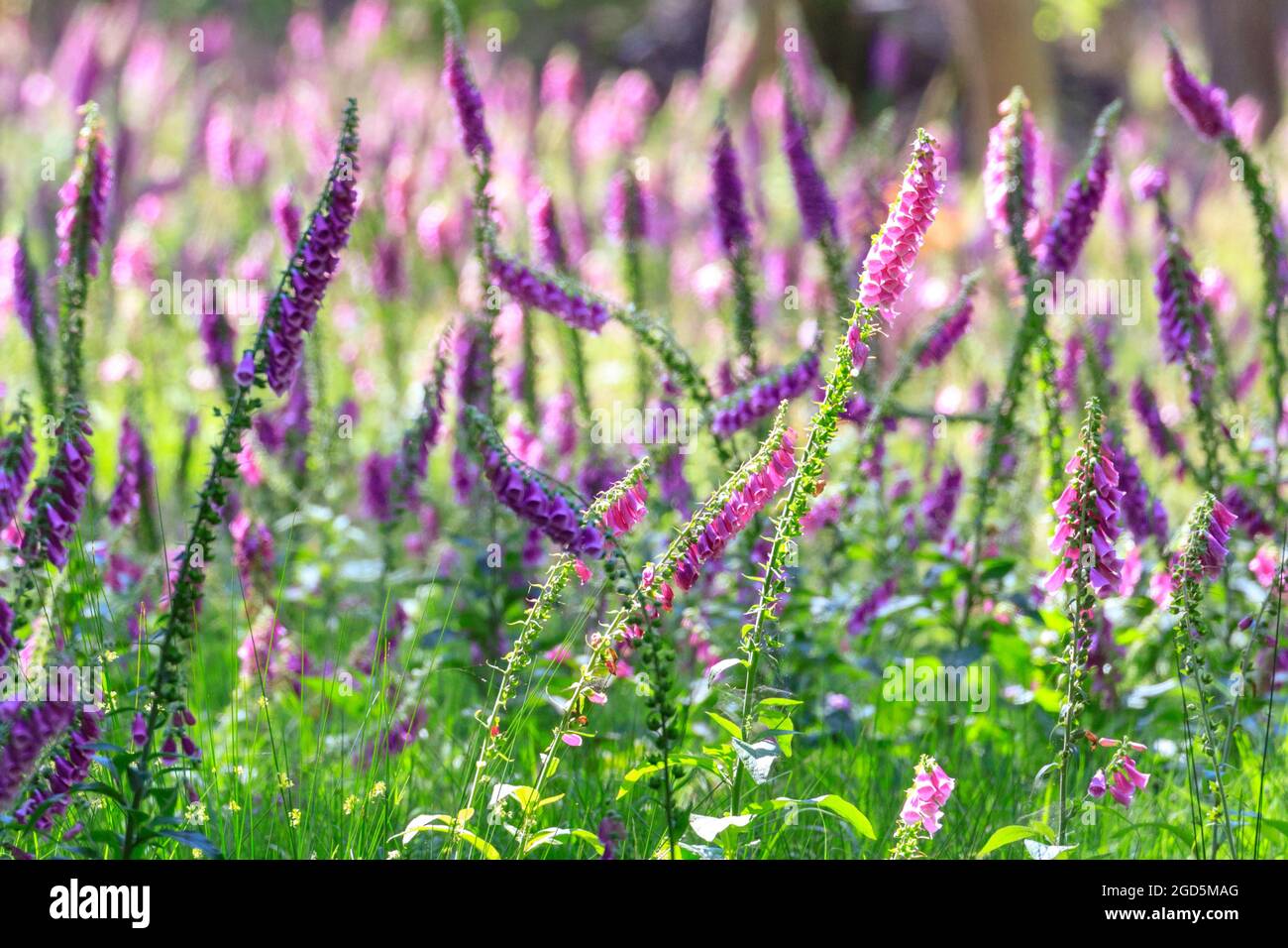 Rendgant à fleurs violettes (Digitalis purpurea) dans le soleil d'été chaud, bois, Allemagne Banque D'Images