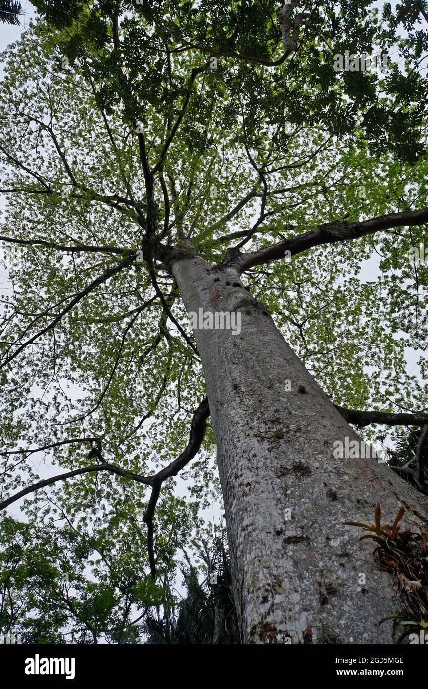 Arbre Kapok, arbre Sumauma ou arbre en soie-coton (Ceiba pentandra) Banque D'Images