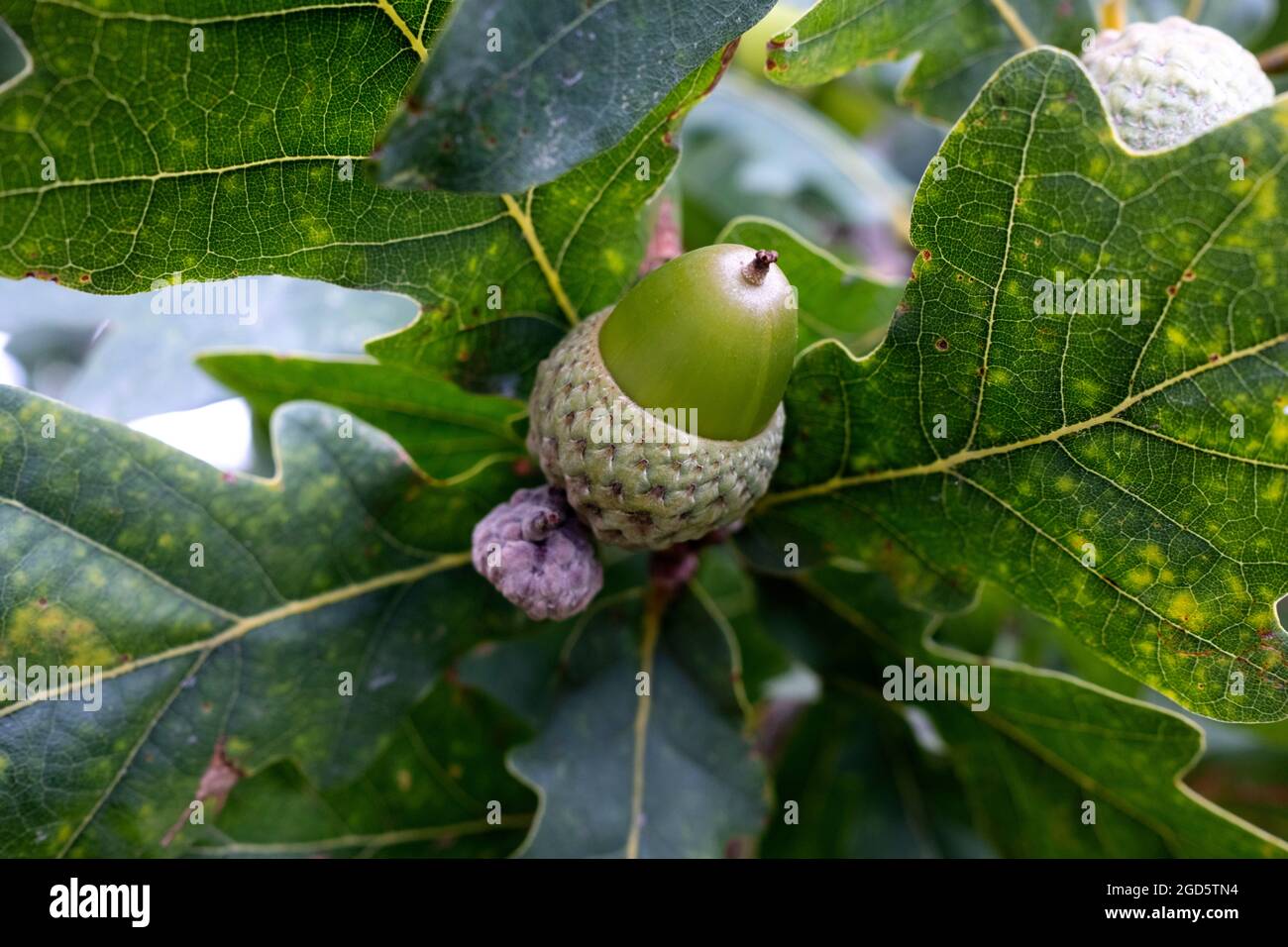 Quercus robur, communément appelé chêne commun, chêne pédonculé, chêne européen ou chêne anglais, fruits et feuilles en gros plan Banque D'Images