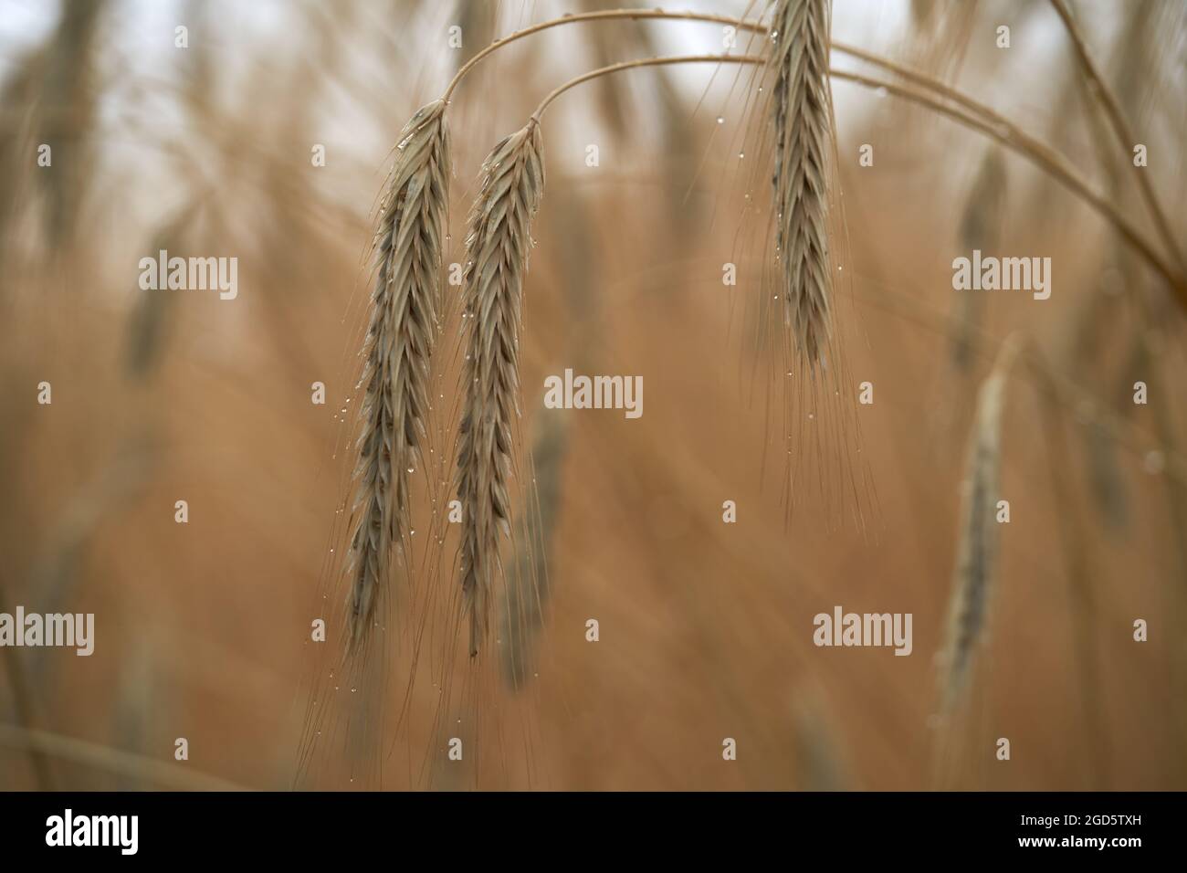 Détail des épillets de Secale cereale dans le champ. Connu sous le nom de Rye. Épillets de céréales mûres. Banque D'Images