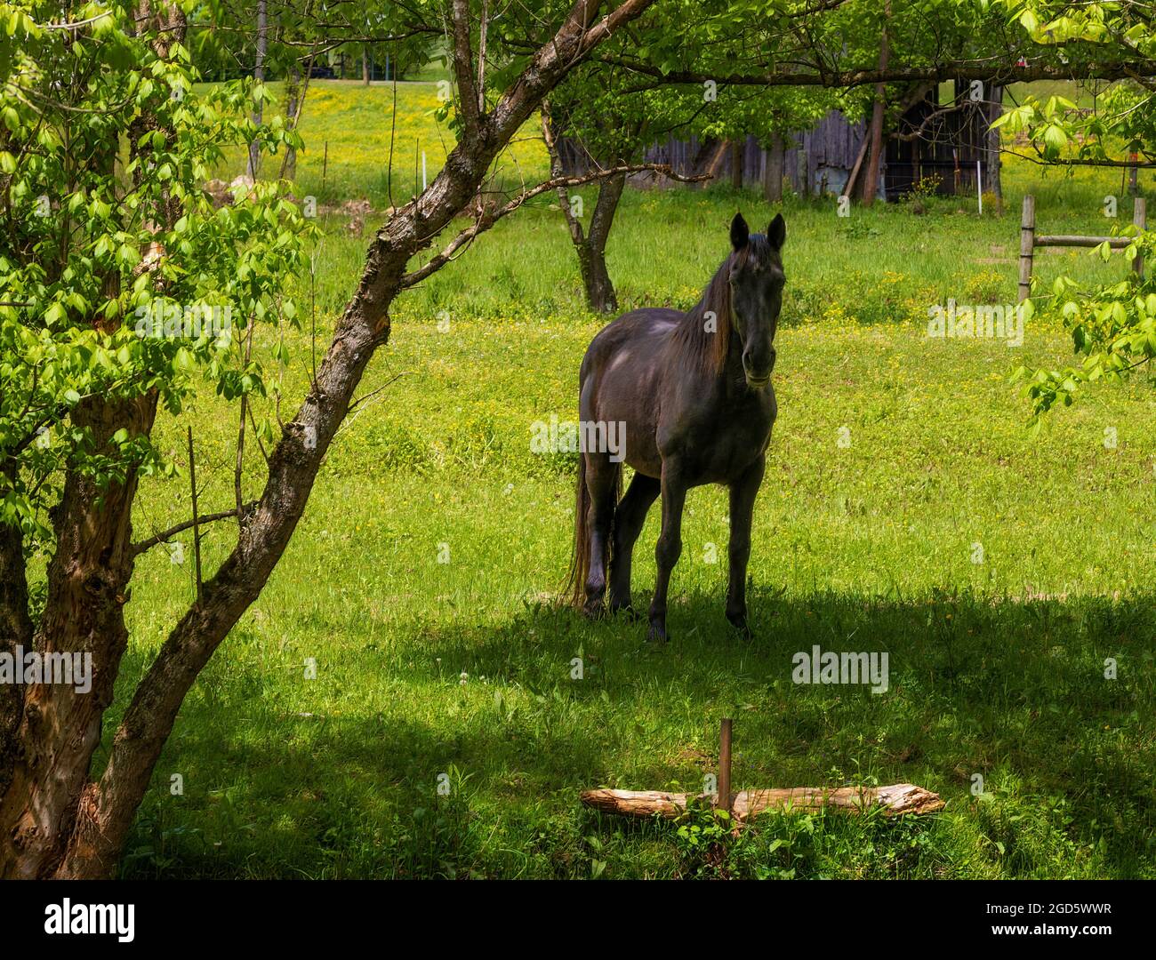 Un beau cheval se dresse dans un paster ombragé dans le Tennessee rural. Banque D'Images
