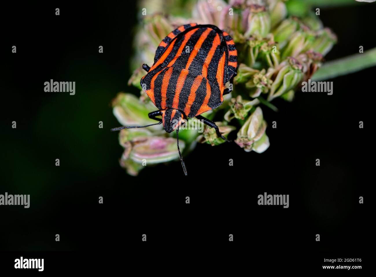 Bug rayé Banque D'Images