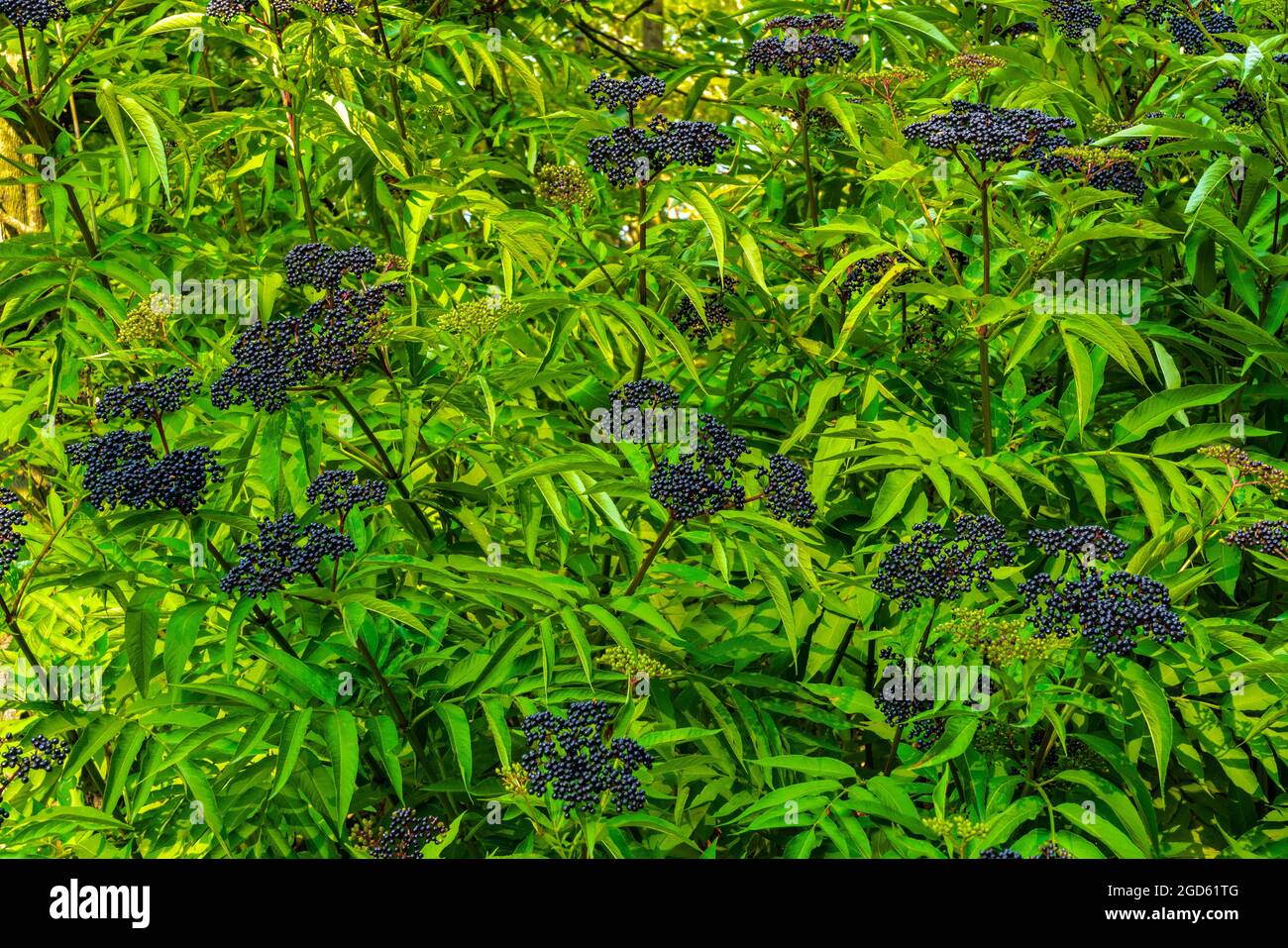 Fruit noir de sureau dans la forêt Banque D'Images