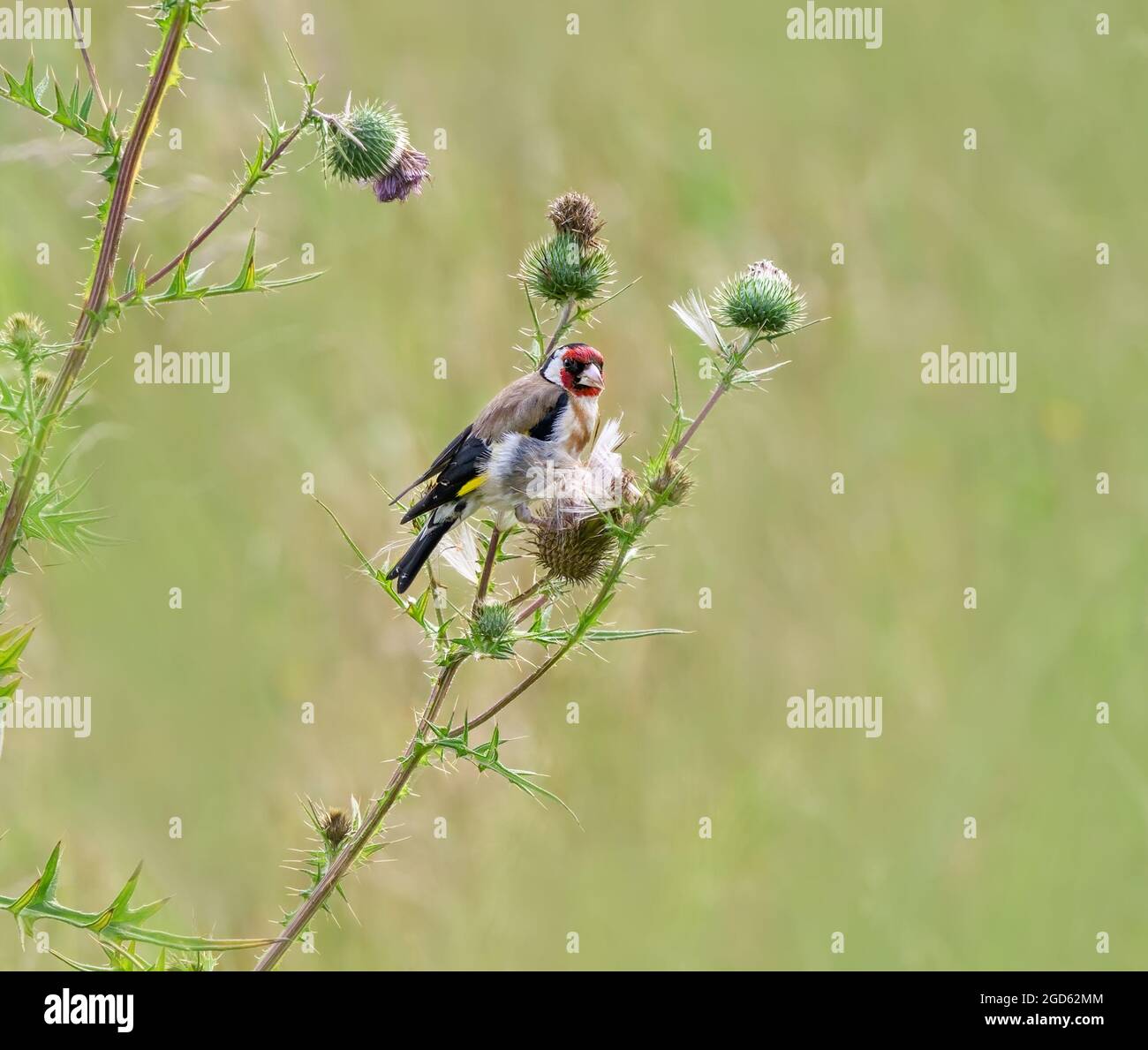 Le chardon rouge européen, Carduelis carduelis, se nourrissant du chardon commun, la nourriture préférée de cet oiseau, l'Allemagne Banque D'Images