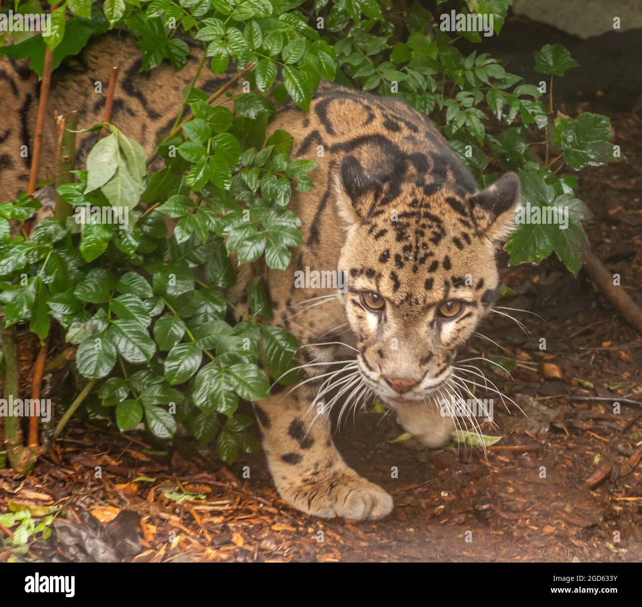 Portrait du magnifique léopard trouble (Neofelis nebulosa). Banque D'Images