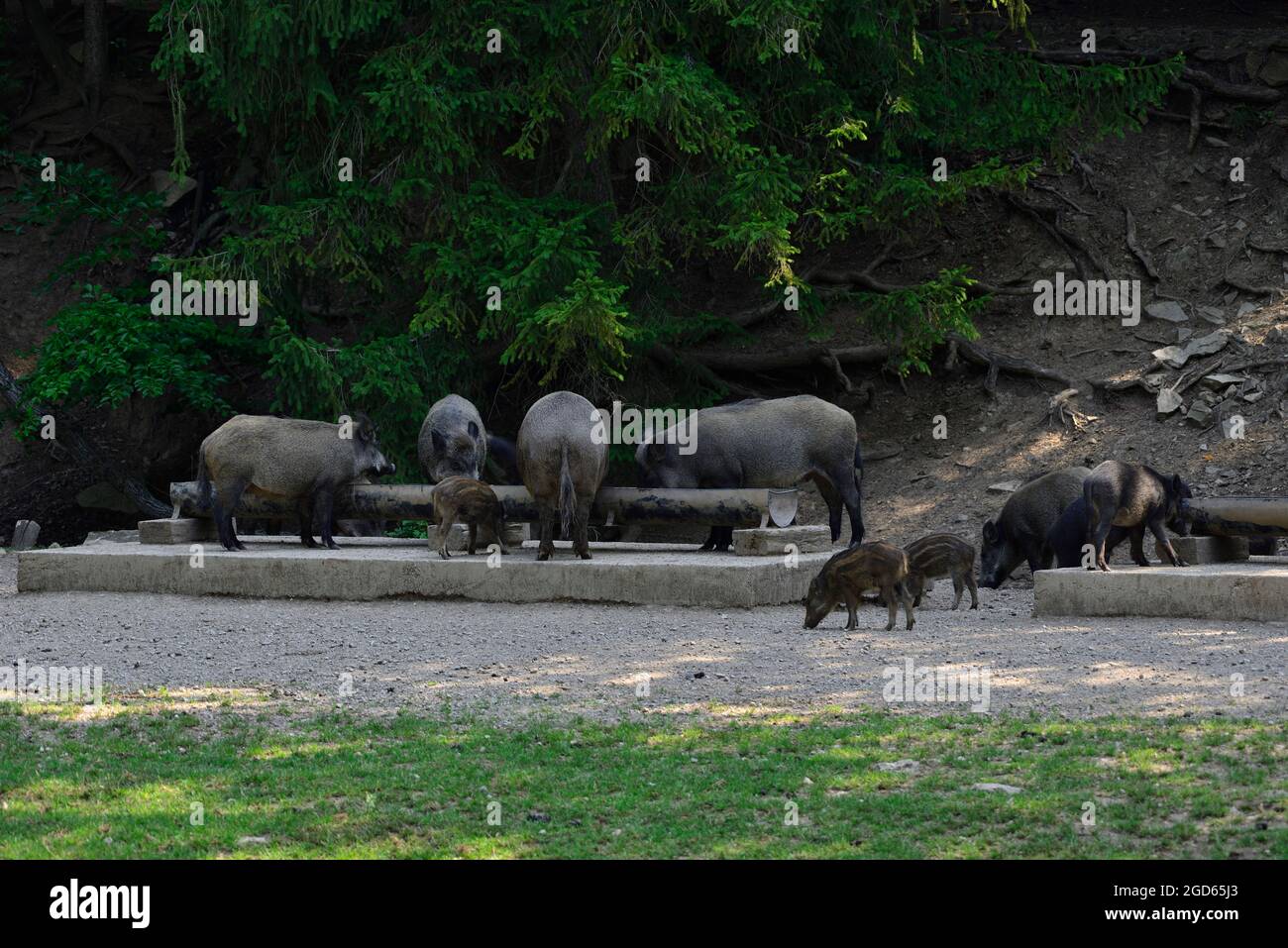 Sparbach, Basse-Autriche, Autriche. Parc naturel de Sparbach. Sanglier à portée libre (sus scrofa) Banque D'Images Sparbach, Basse-Autriche, Autriche. Parc naturel de Sparbach. Sanglier à portée libre (sus scrofa) Banque D'Images