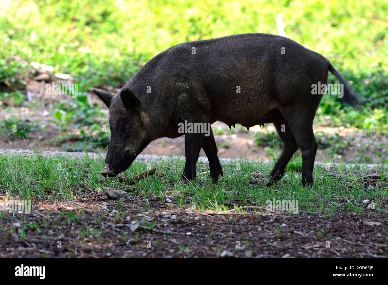 Sparbach, Basse-Autriche, Autriche. Parc naturel de Sparbach. Sanglier à portée libre (sus scrofa) Banque D'Images Sparbach, Basse-Autriche, Autriche. Parc naturel de Sparbach. Sanglier à portée libre (sus scrofa) Banque D'Images