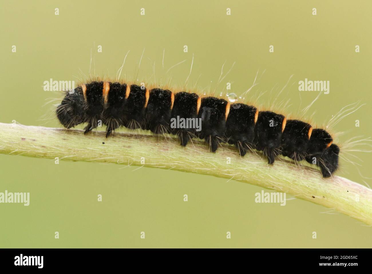 Une chenille de Fox Moth, Macrothylacia rubi, reposant sur la tige d'une plante dans un pré. Banque D'Images
