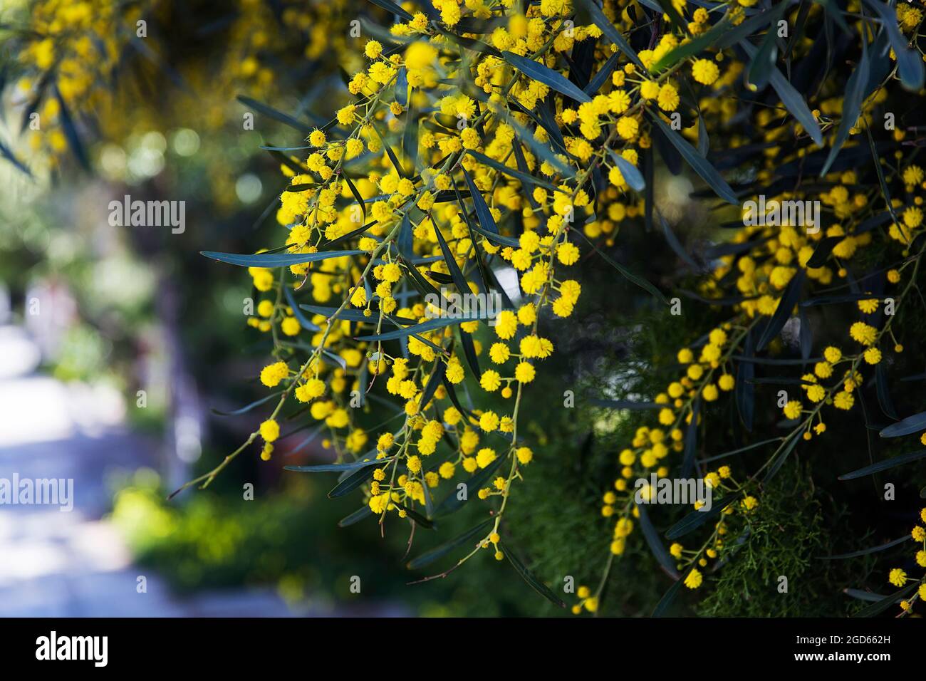 Vue sur les mimoses dans le jardin le jour du printemps Banque D'Images