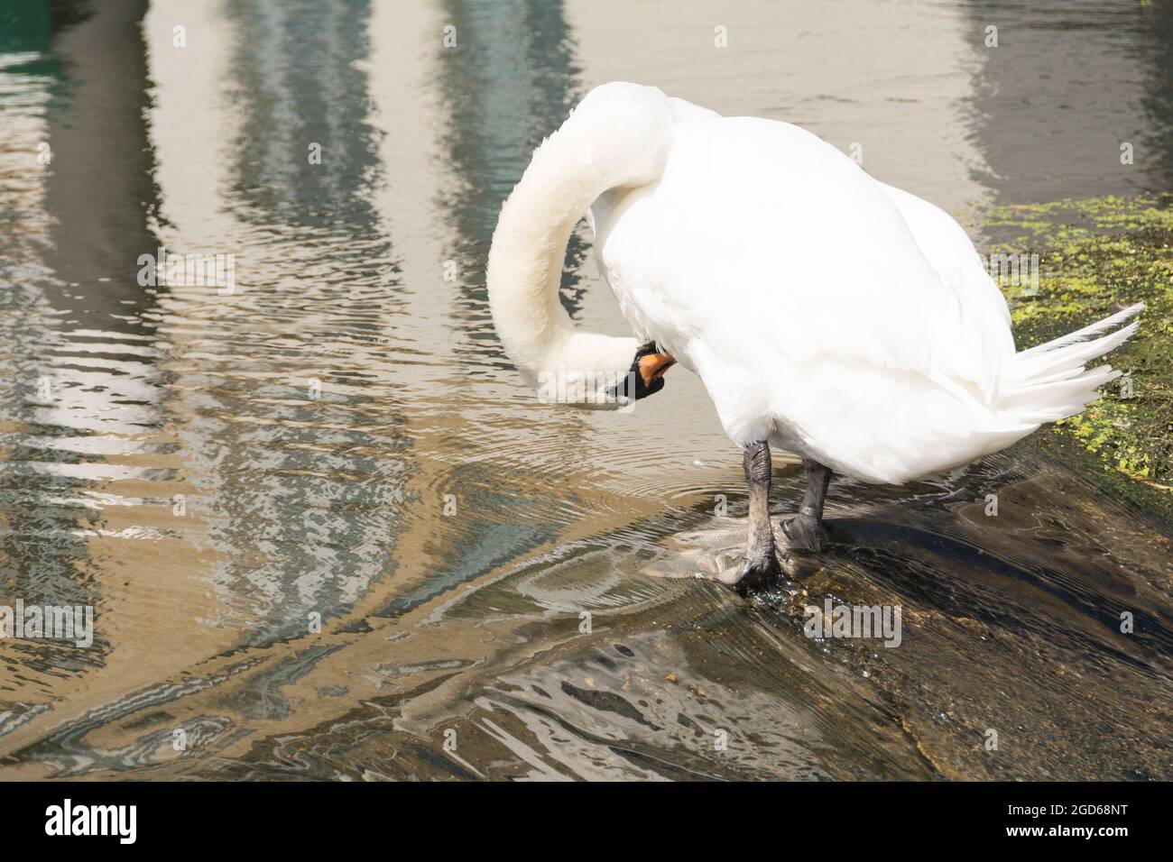 Un cygne muet (Cygnus olor) se prêtant sur un déversoir à Londres, Angleterre, Royaume-Uni Banque D'Images