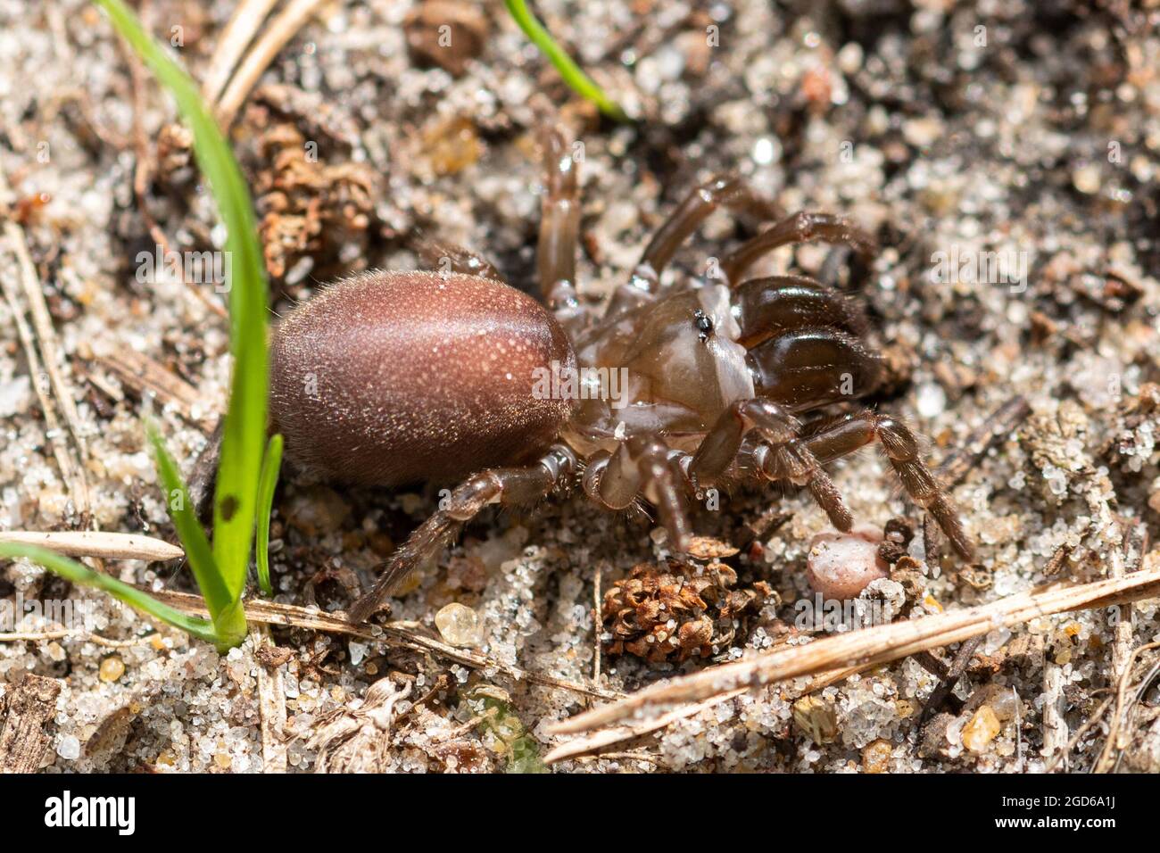 Araignée à toile de porte-monnaie (Atypus affinis, araignée purseeb)  femelle sur la lande sablonneuse de Surrey, Angleterre, Royaume-Uni Photo  Stock - Alamy