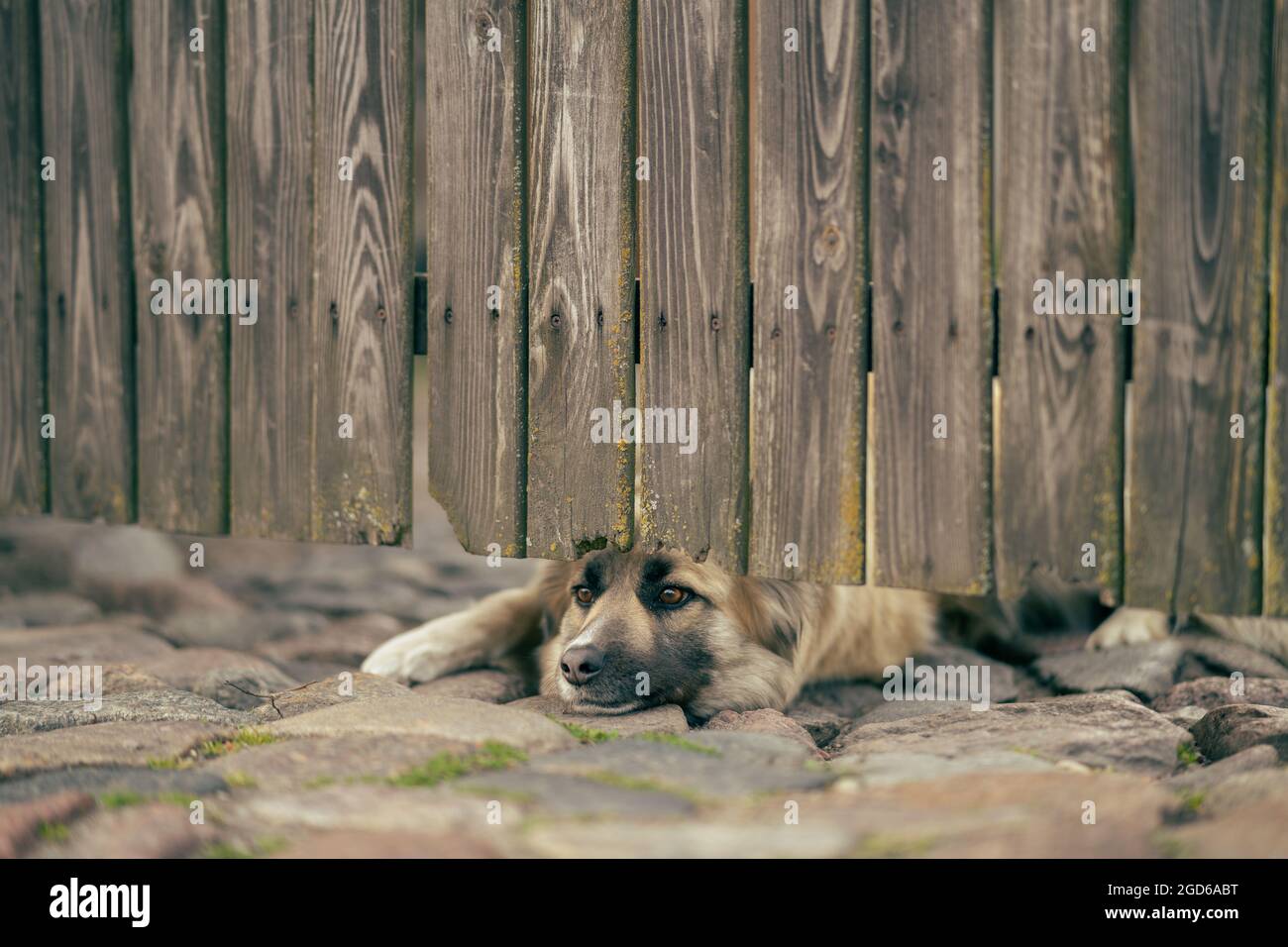 Sur le côté de la rue de rochers ronds, un chien de race de loup observe à travers l'espace dans la clôture sous la porte sous la porte. Un chien de chasse, c'est un look Banque D'Images