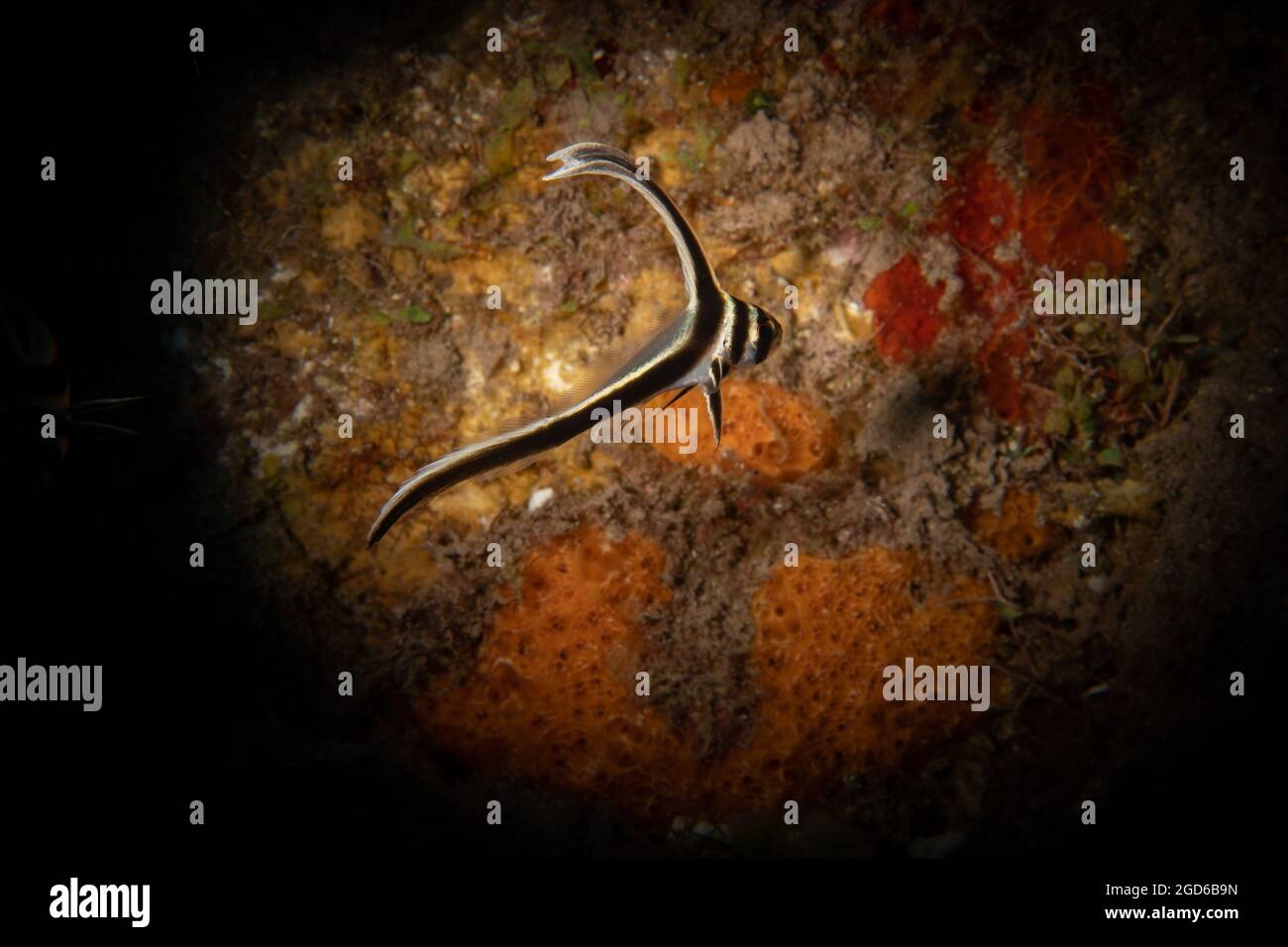 Calaque juvénile (Ecetus punctatus) sur le récif au large de l'île de Saba, Antilles néerlandaises. Banque D'Images