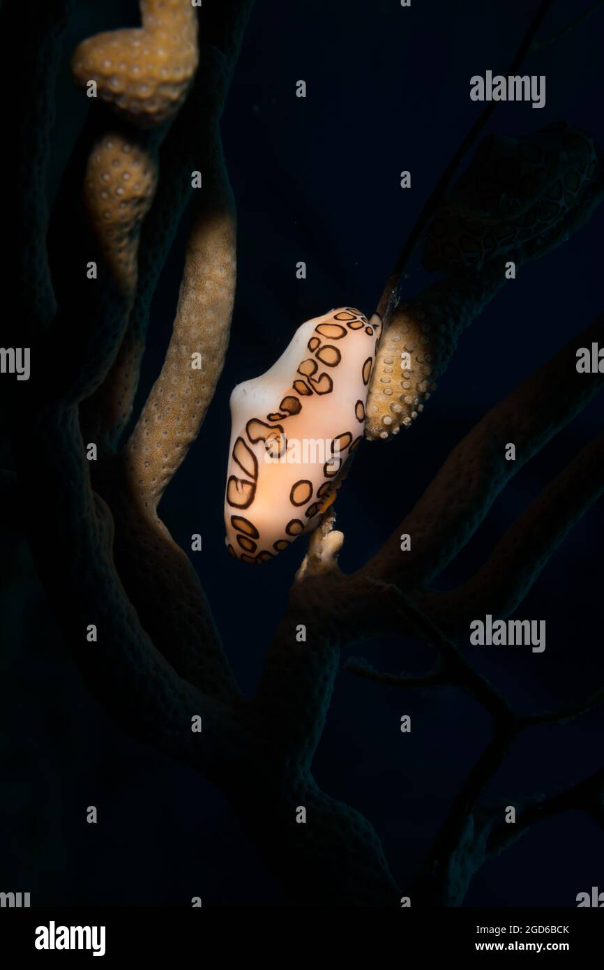Langue Flamingo (Cyphoma gibbomm) sur le récif au large de l'île hollandaise des Caraïbes de Sint Maarten Banque D'Images