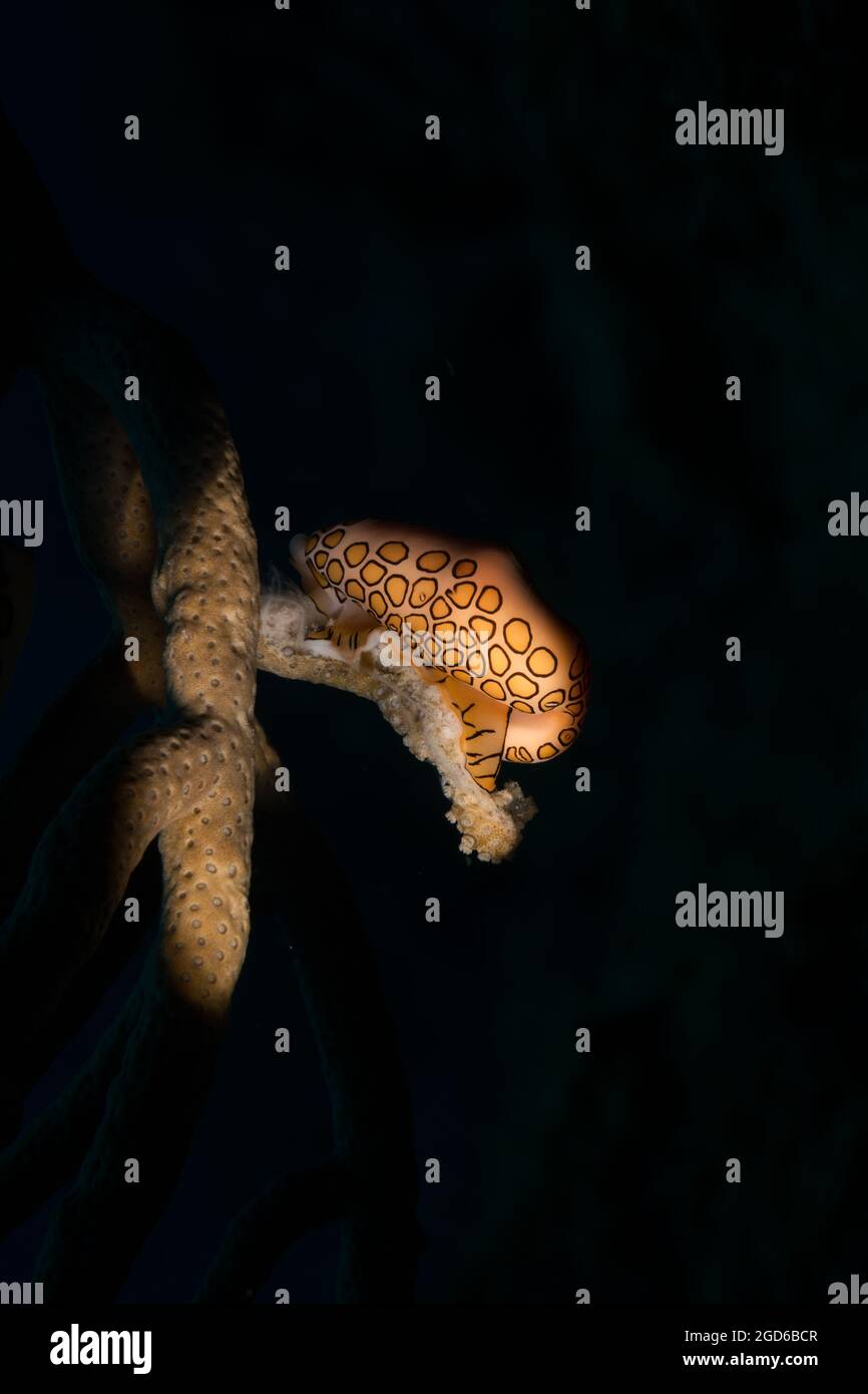 Langue Flamingo (Cyphoma gibbomm) sur le récif au large de l'île hollandaise des Caraïbes de Sint Maarten Banque D'Images