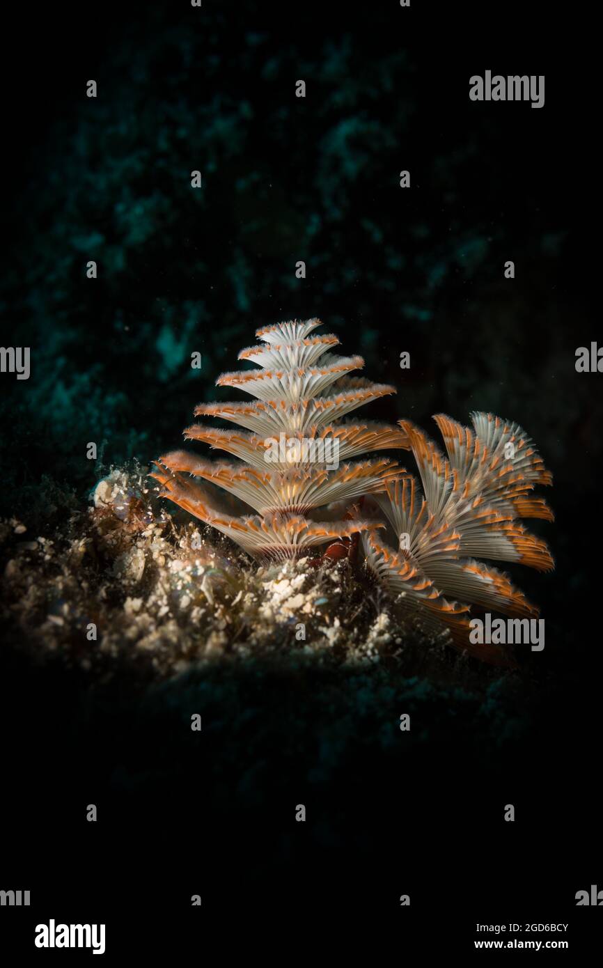La teigne de Noël (Spirobranchus spp) sur le récif au large de l'île néerlandaise de Sint Maarten, dans les Caraïbes Banque D'Images