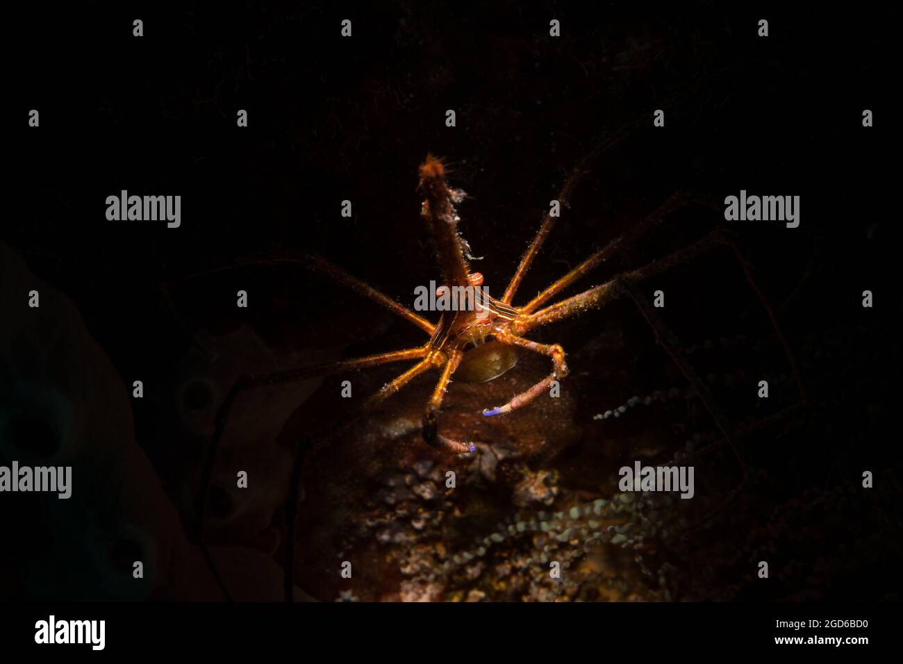 Crabe flèche jaune (Stenorhynchus seticornis) sur le récif au large de l'île de Sint Maarten, dans les Caraïbes néerlandaises. Banque D'Images