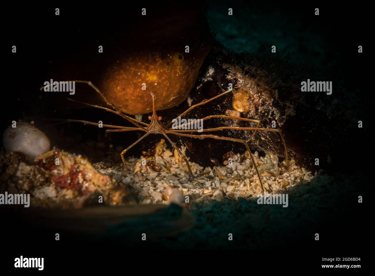 Crabe flèche jaune (Stenorhynchus seticornis) sur le récif au large de l'île de Sint Maarten, dans les Caraïbes néerlandaises. Banque D'Images
