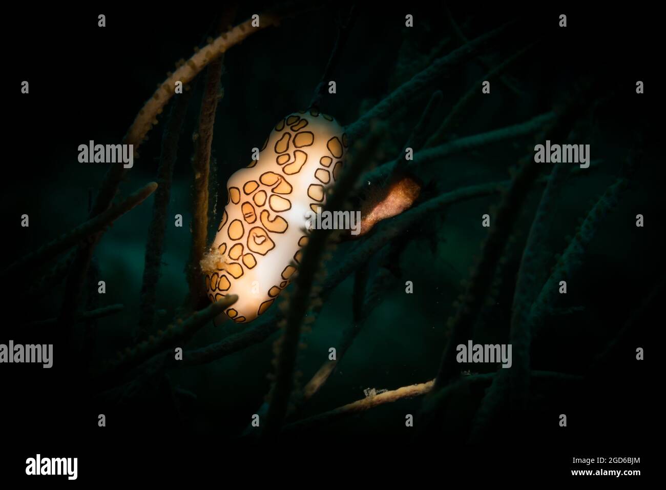 Langue Flamingo (Cyphoma gibbomm) sur le récif au large de l'île hollandaise des Caraïbes de Sint Maarten Banque D'Images