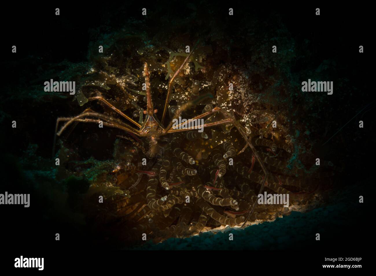 Crabe flèche jaune (Stenorhynchus seticornis) sur le récif au large de l'île de Sint Maarten, dans les Caraïbes néerlandaises. Banque D'Images