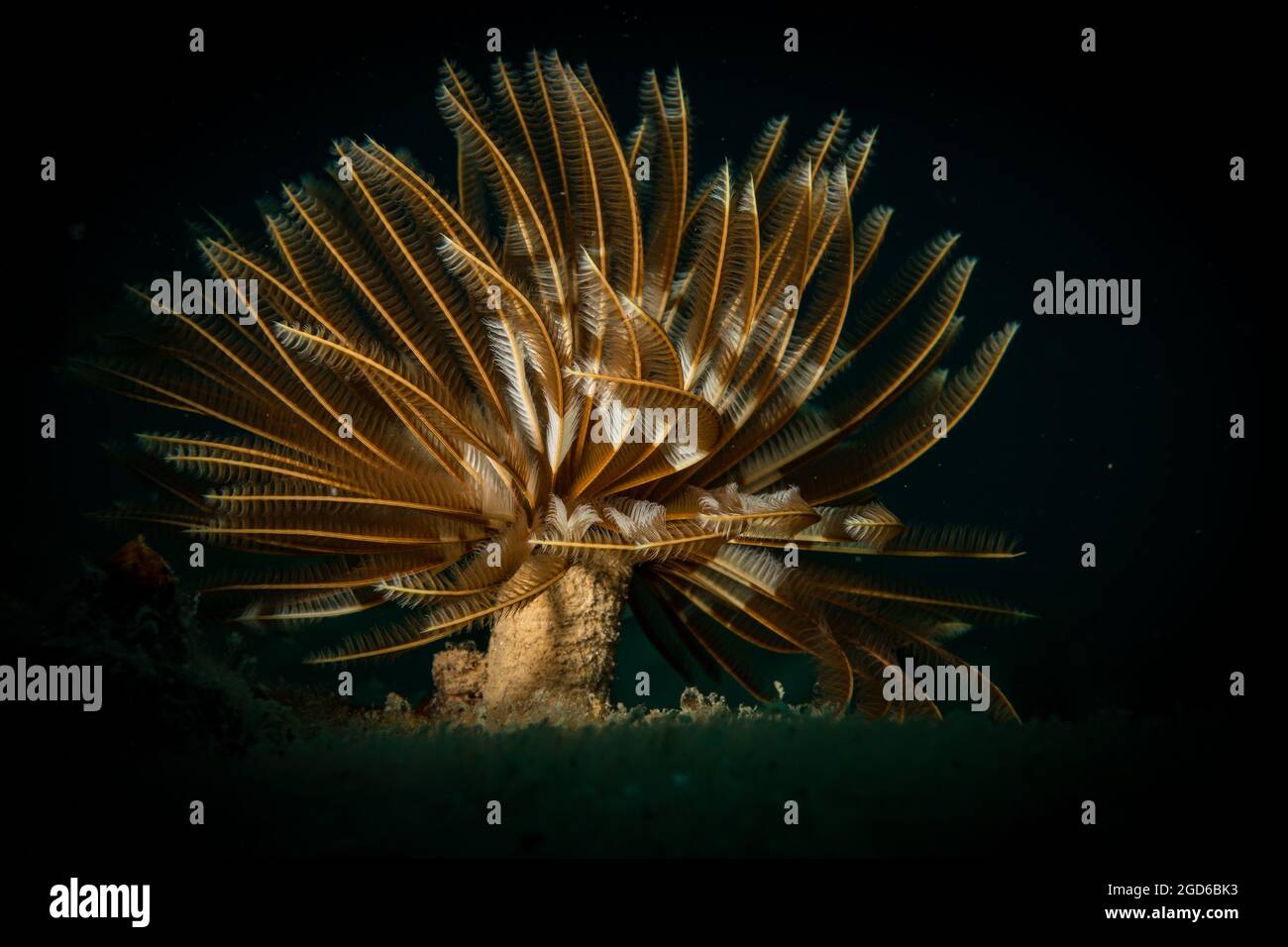 Ver à plumeau (abellastarte spectabilis) sur le récif au large de l'île de Sint Maarten, dans les Caraïbes néerlandaises. Banque D'Images
