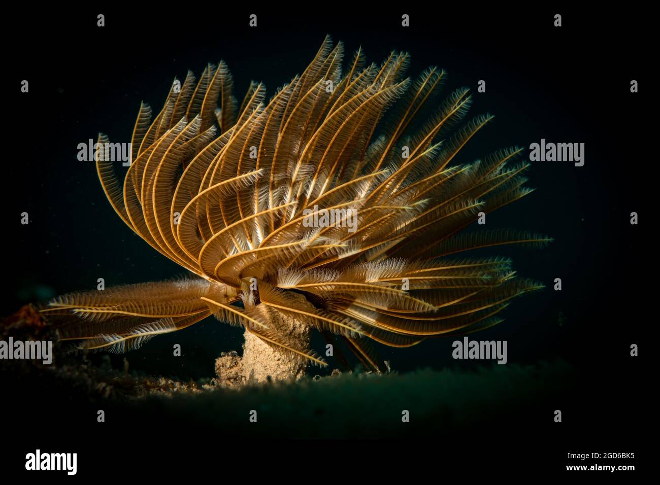Ver à plumeau (abellastarte spectabilis) sur le récif au large de l'île de Sint Maarten, dans les Caraïbes néerlandaises. Banque D'Images