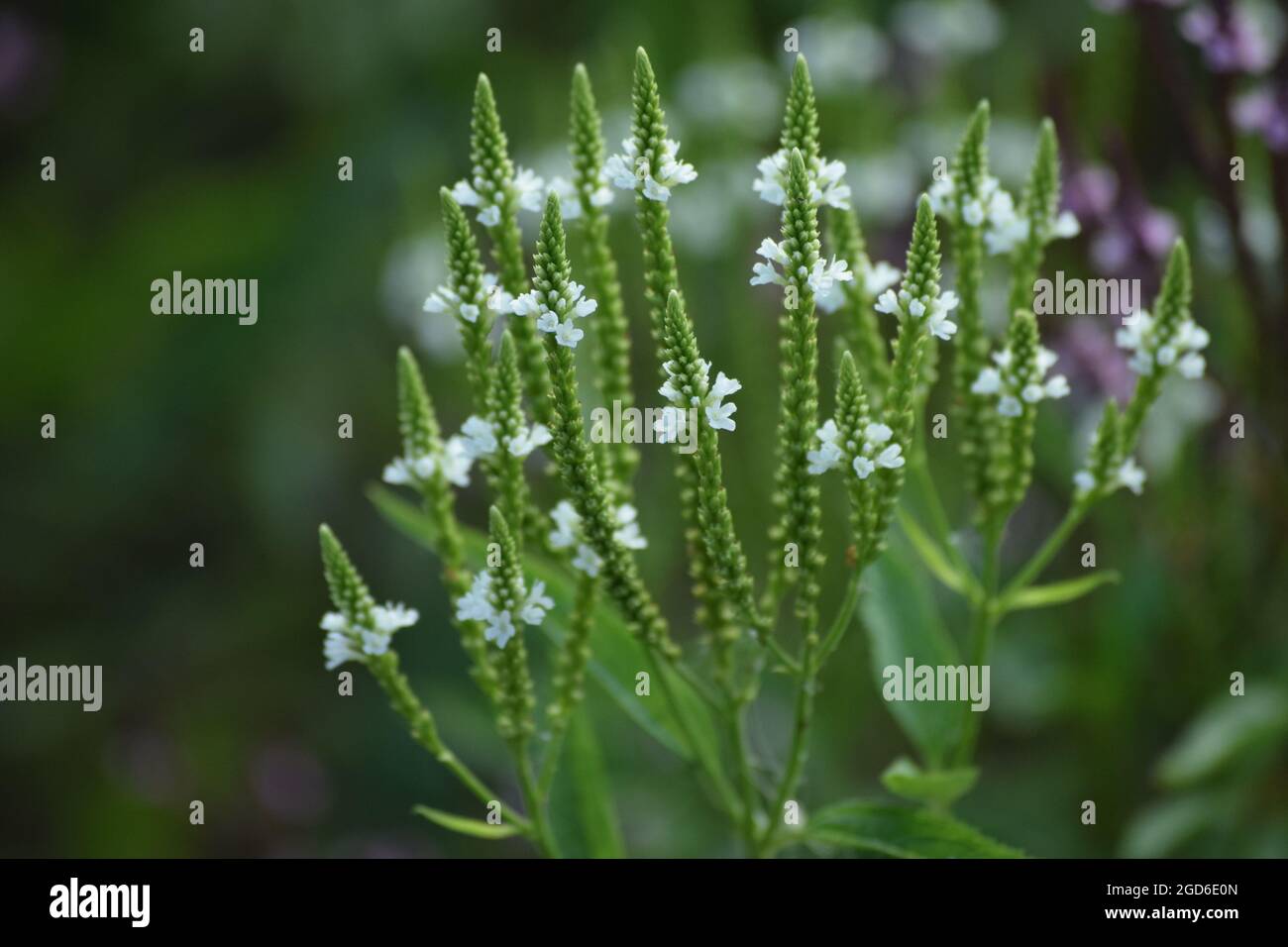 Verbain bleu fleuri blanc dans la soirée Banque D'Images