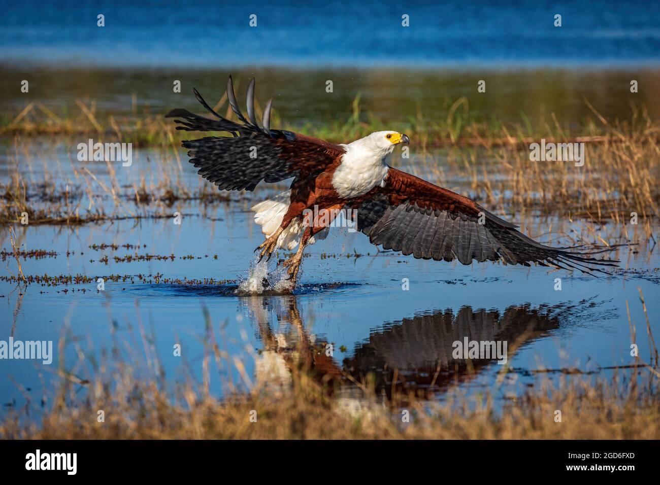 Un aigle à poissons africains manque une prise Banque D'Images