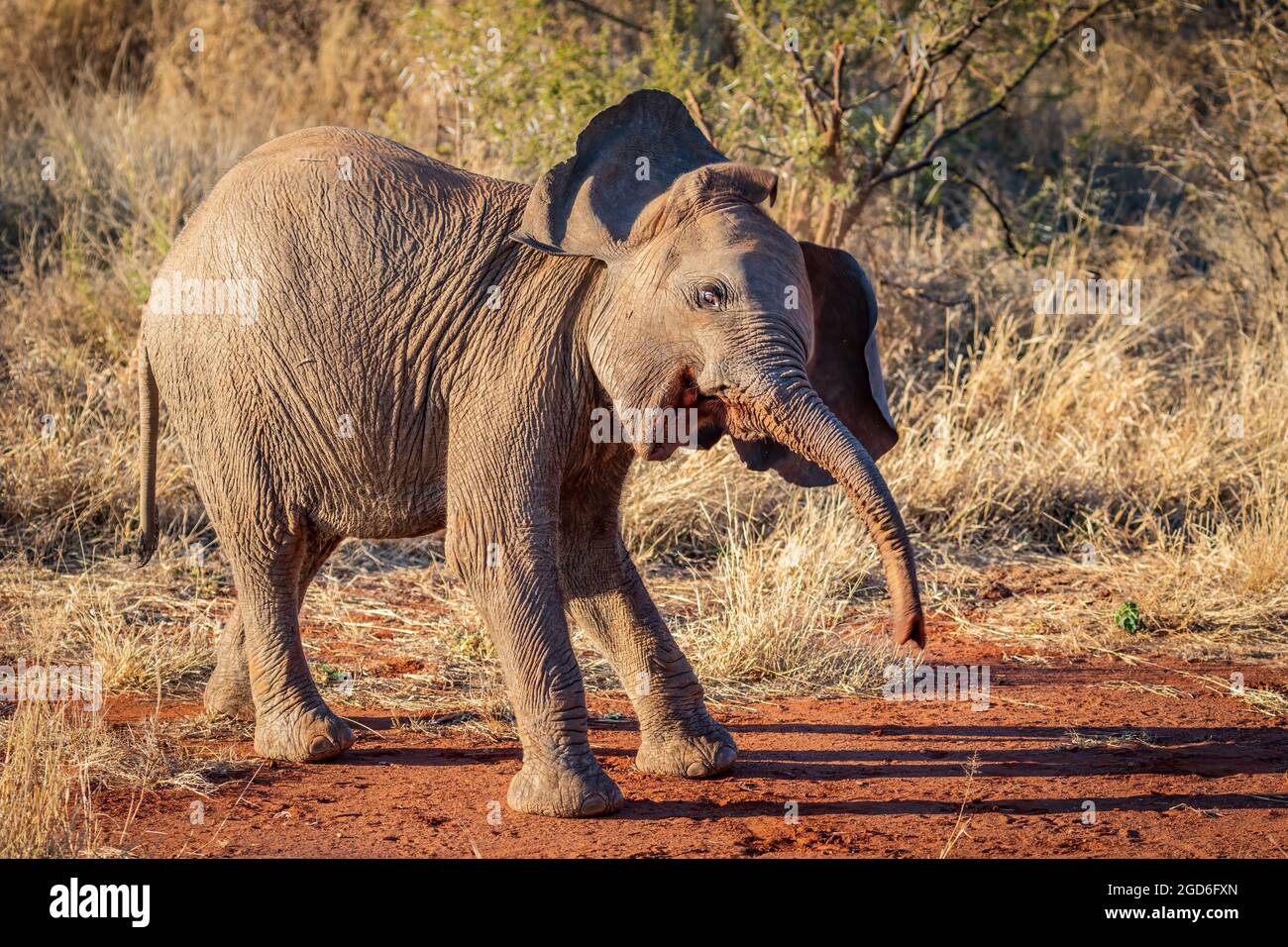 Un jeune éléphant trompent sa rage Banque D'Images