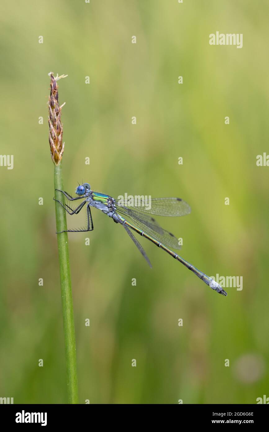 Robust Spreadwing (Lestes dryas) aka rare Emerald Damselfly Thompson Common Norfolk GB UK août 2021 Banque D'Images