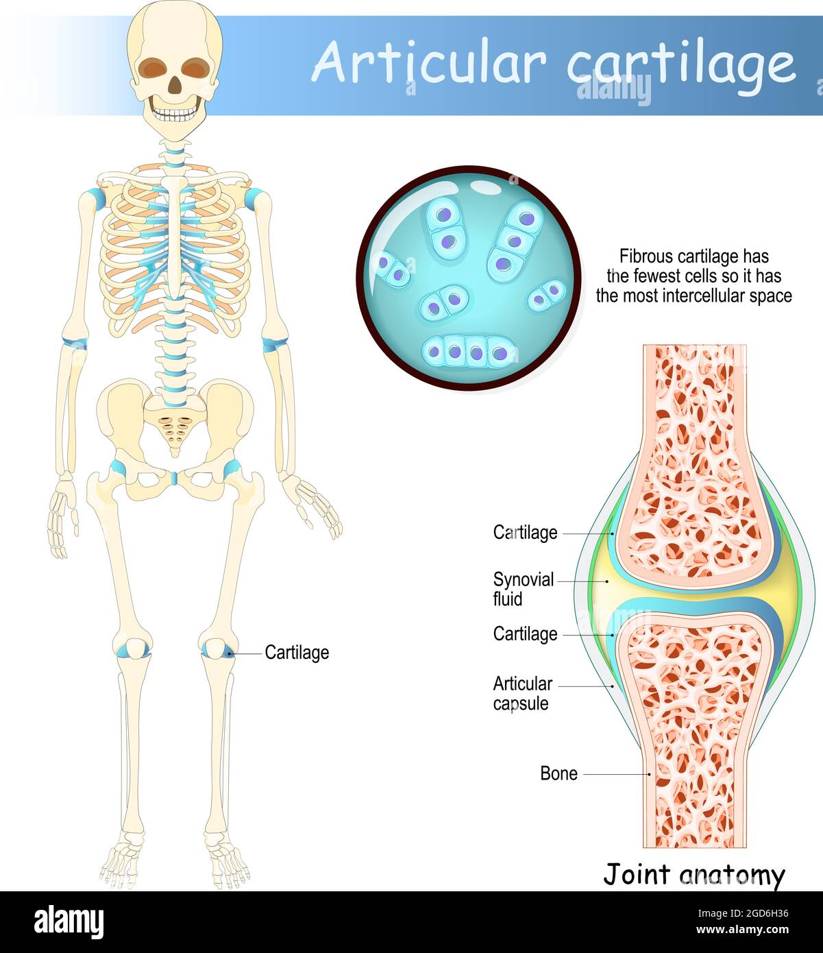 Cartilage. Squelette humain avec cartilage articulaire. Anatomie articulaire. Chondrocytes. Gros plan du cartilage fibreux Illustration de Vecteur