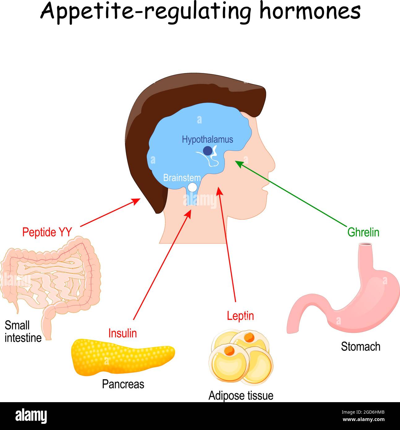 Leptine, ghréline, insuline et peptide YY. Hormones qui régulent le métabolisme, l'appétit, la satiété et la faim. Illustration vectorielle Illustration de Vecteur