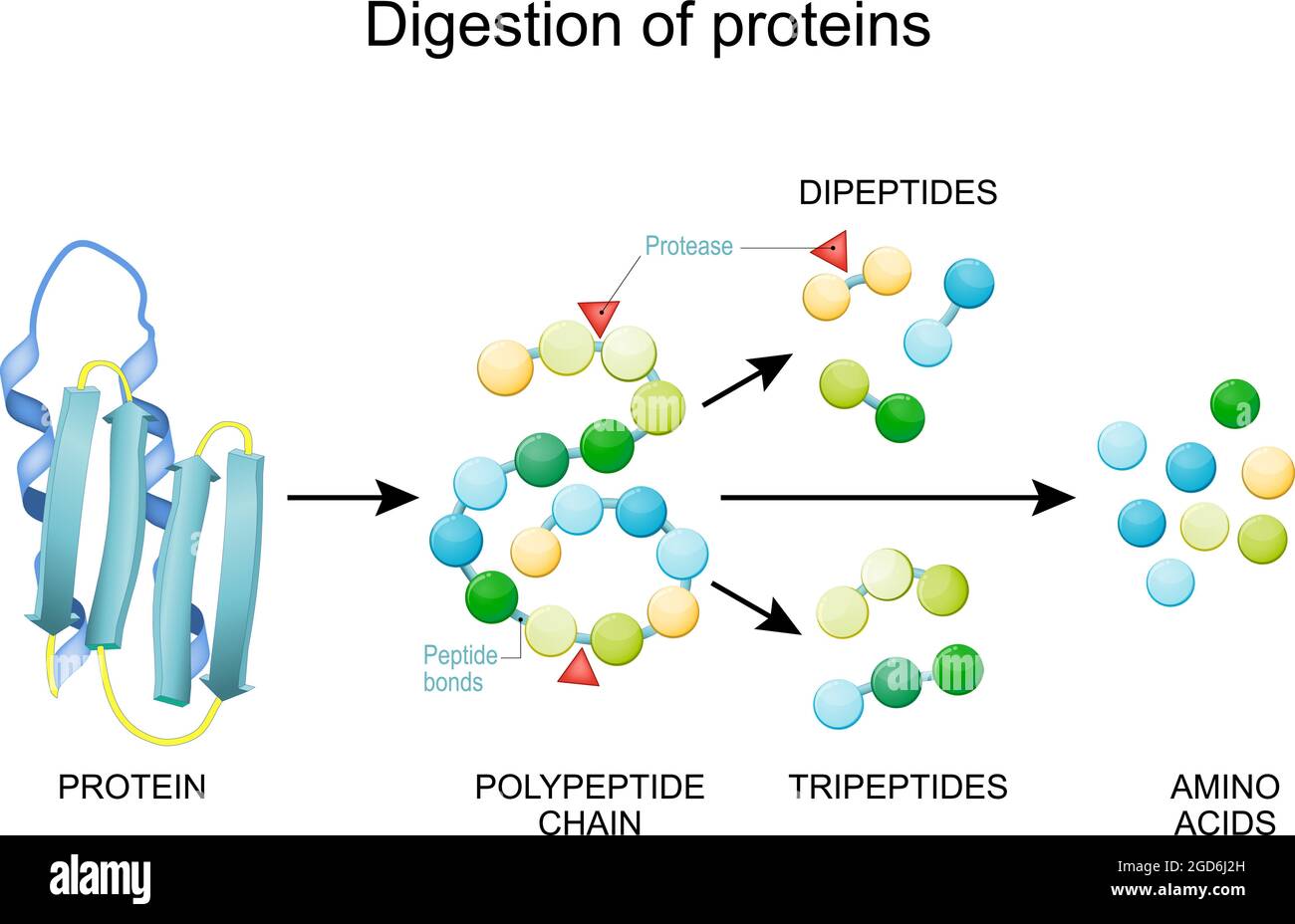 Digestion des protéines. Les enzymes (protéases et peptidases) sont la digestion décompose la protéine en chaînes peptidiques plus petites et en acides aminés uniques Illustration de Vecteur