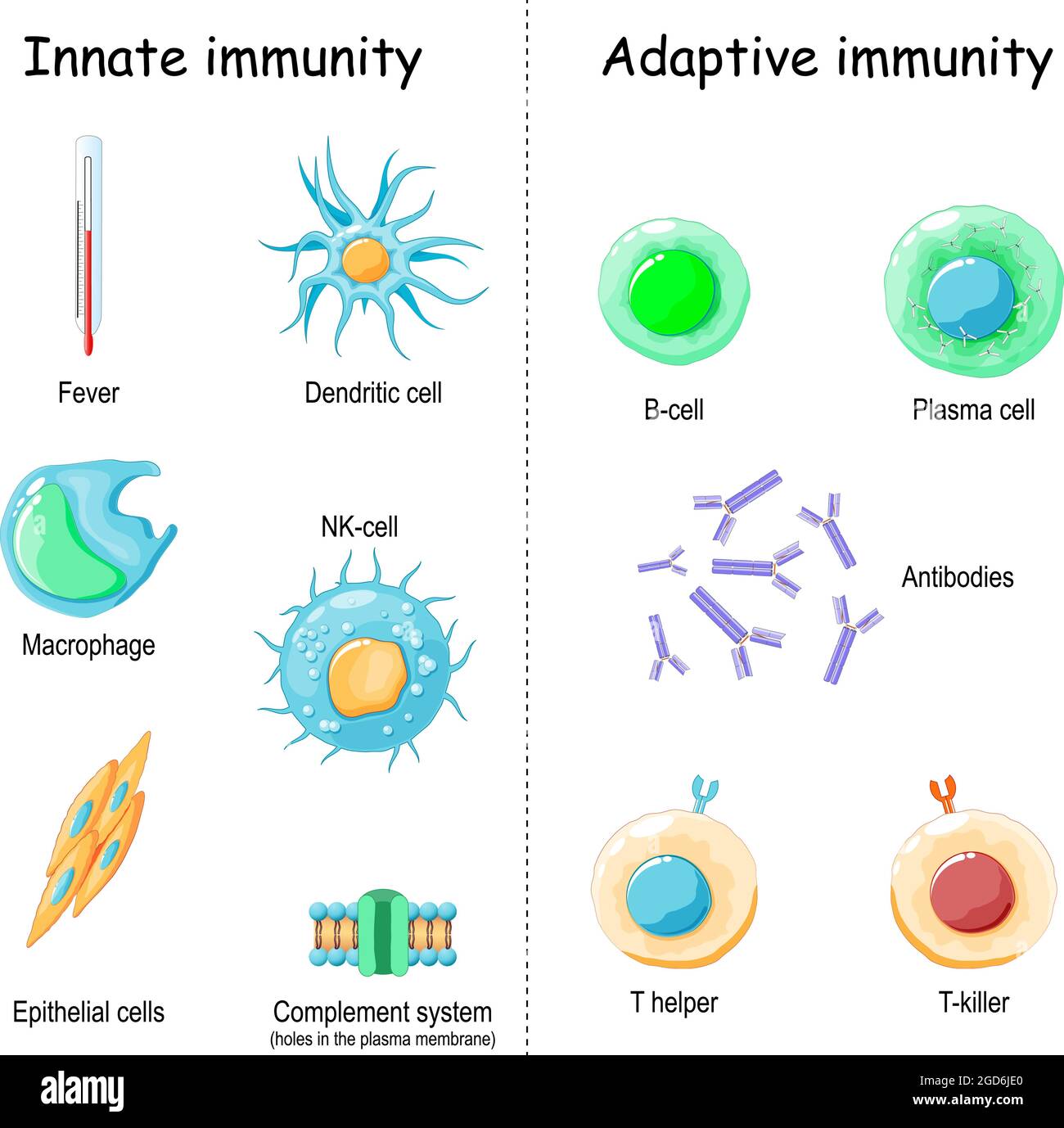 Immunité innée du système de fièvre et de complément (protéine pour les trous dans la membrane plasmique), aux cellules macrophages, NK et dendritiques. Immunité adaptative Illustration de Vecteur
