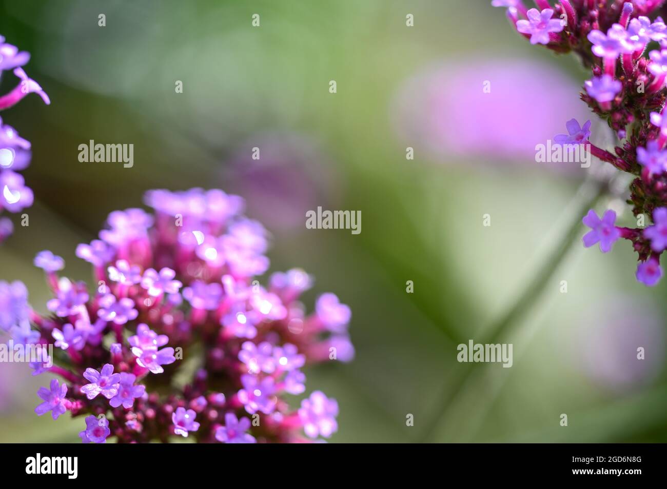 Gros plan photo des fleurs sur une plaque vervain (verveine bonariensis) après la pluie en été dans un jardin anglais. Banque D'Images