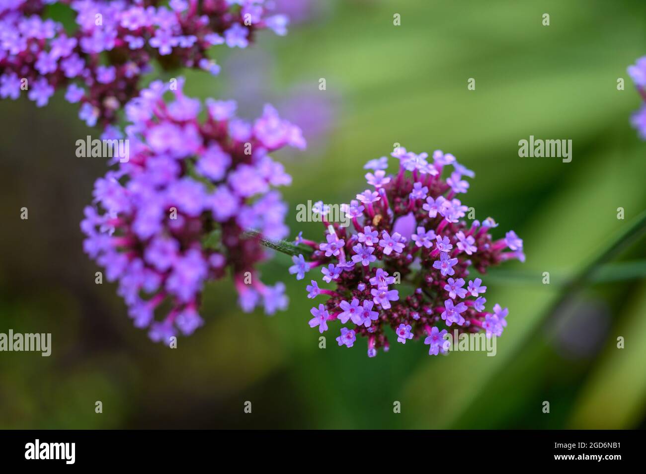 Gros plan photo des fleurs sur une plaque vervain (verveine bonariensis) après la pluie en été dans un jardin anglais. Banque D'Images